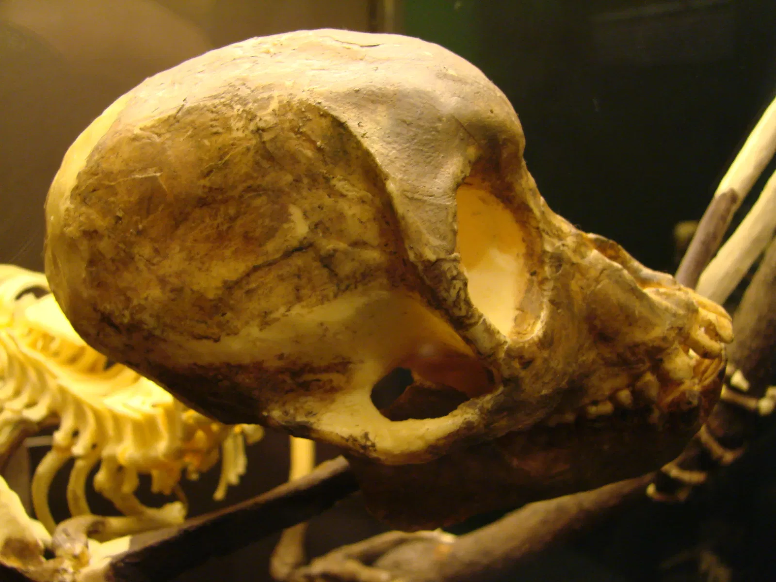 Anthropological Museum