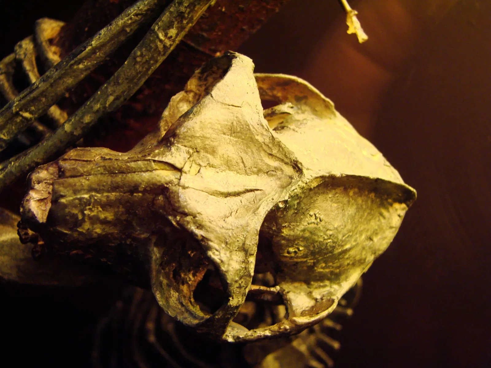 Anthropological Museum