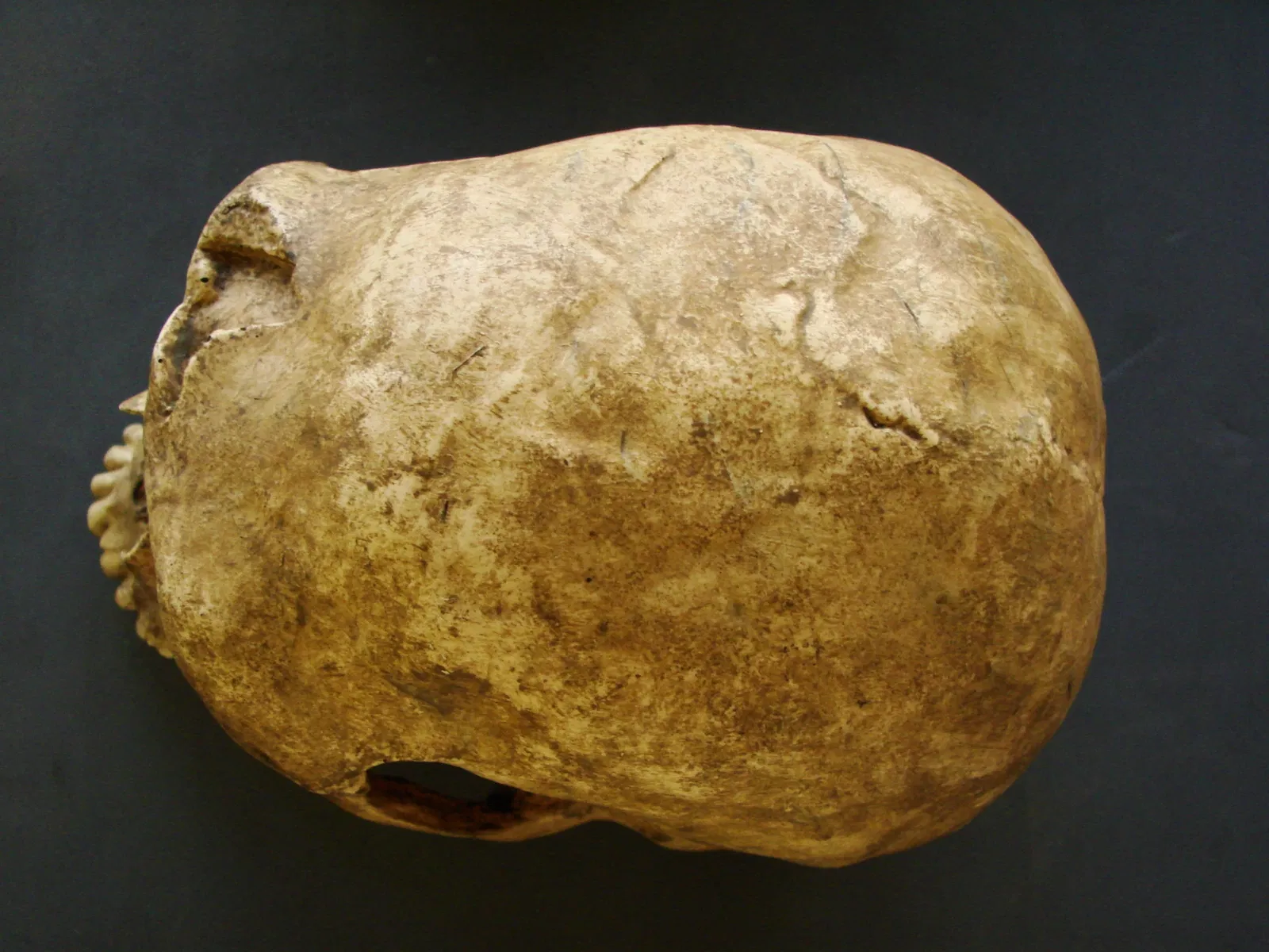 Anthropological Museum