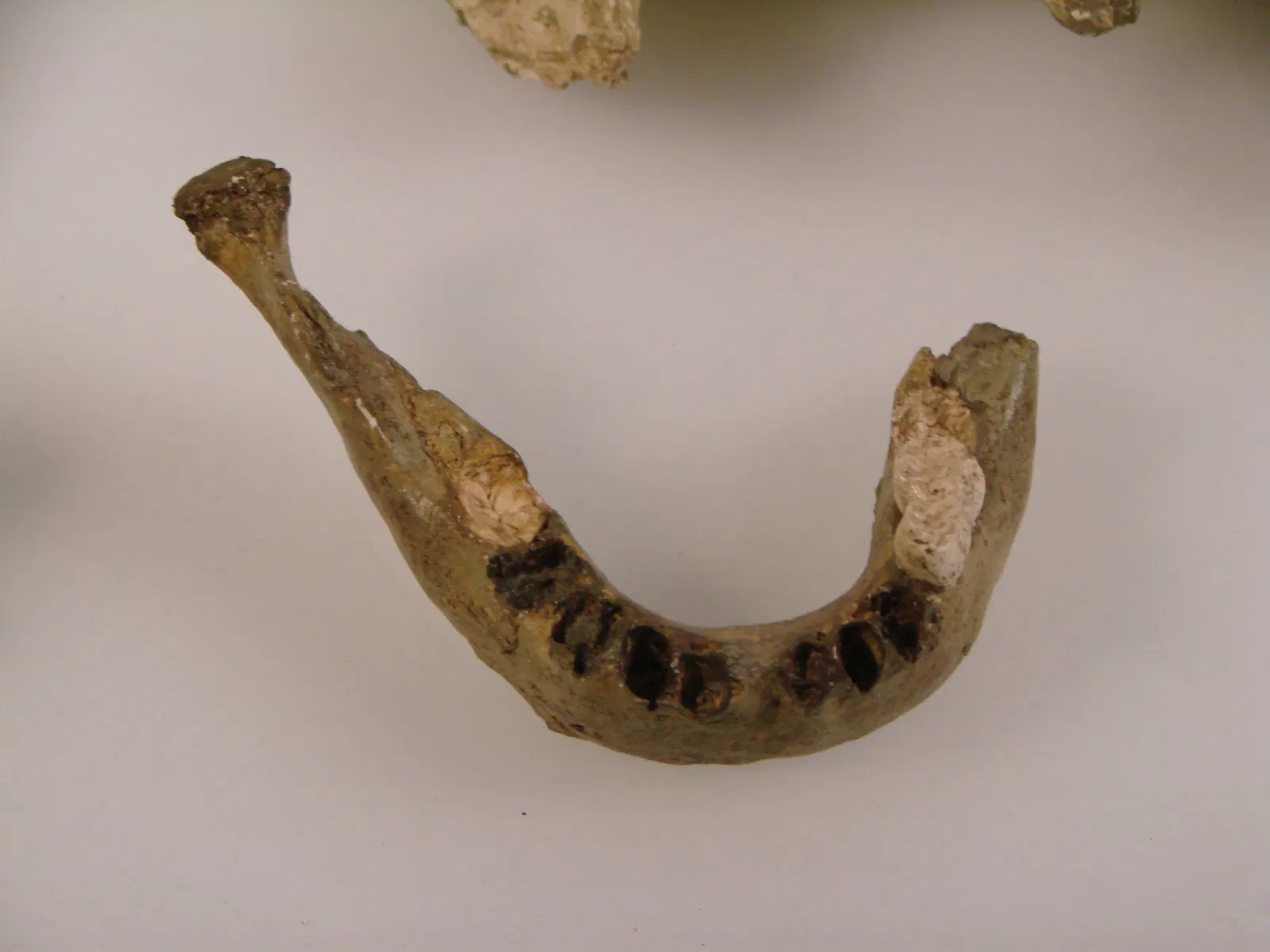 Anthropological Museum