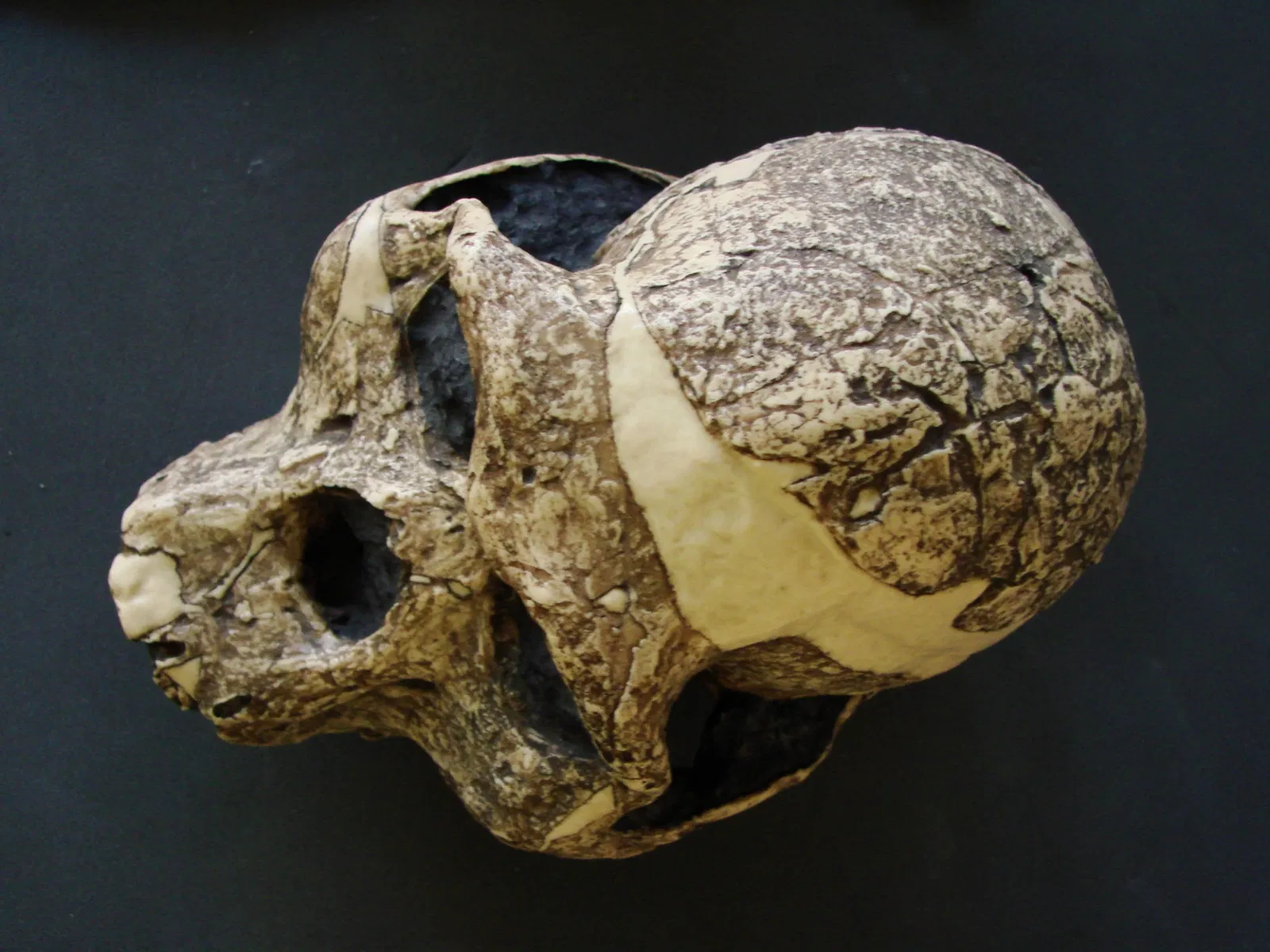 Anthropological Museum