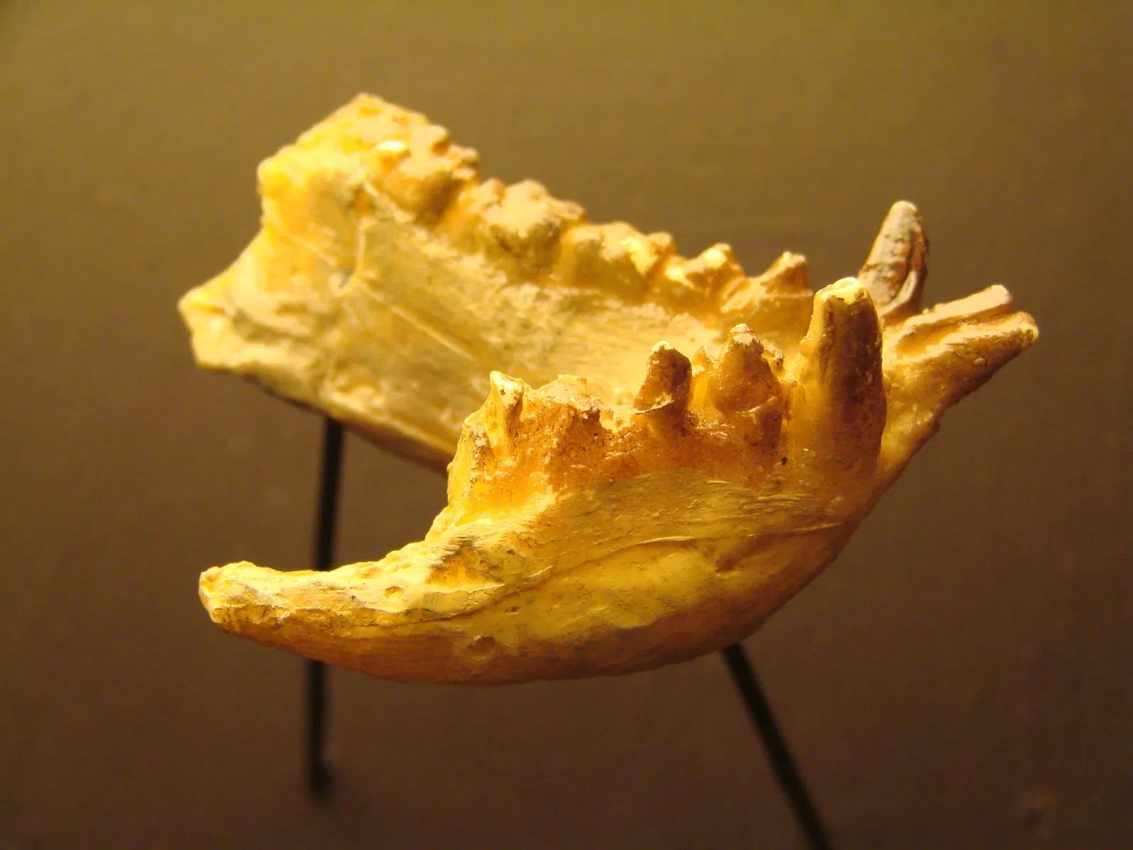 Museum der Anthropologie