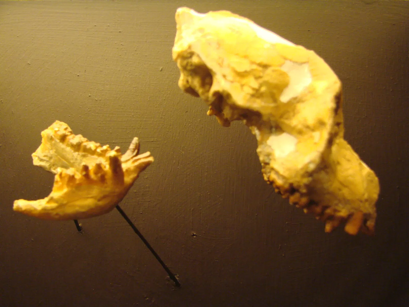 Museum der Anthropologie