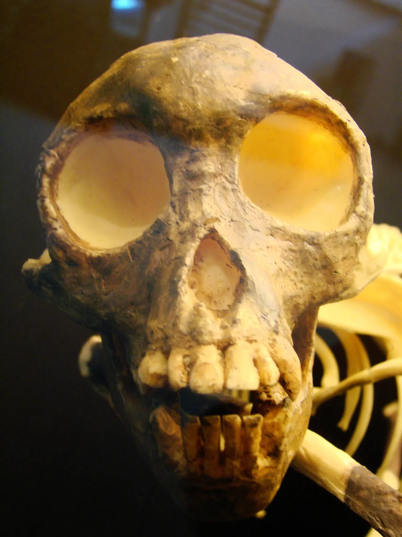 Museum der Anthropologie