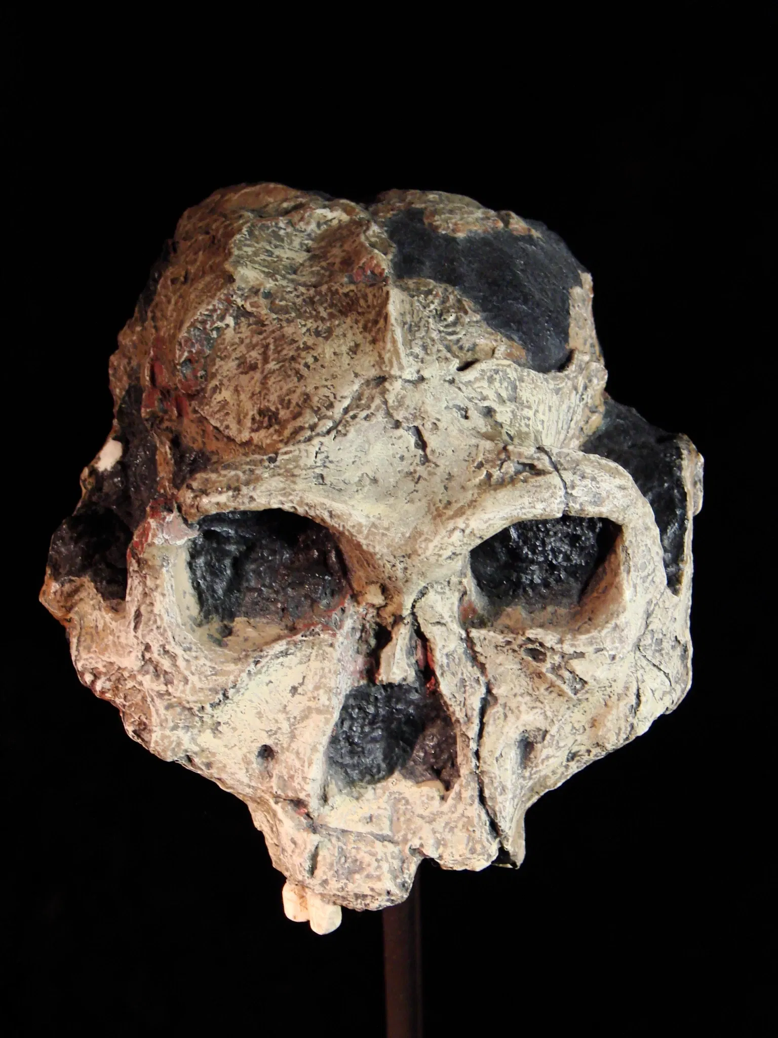 Anthropological Museum