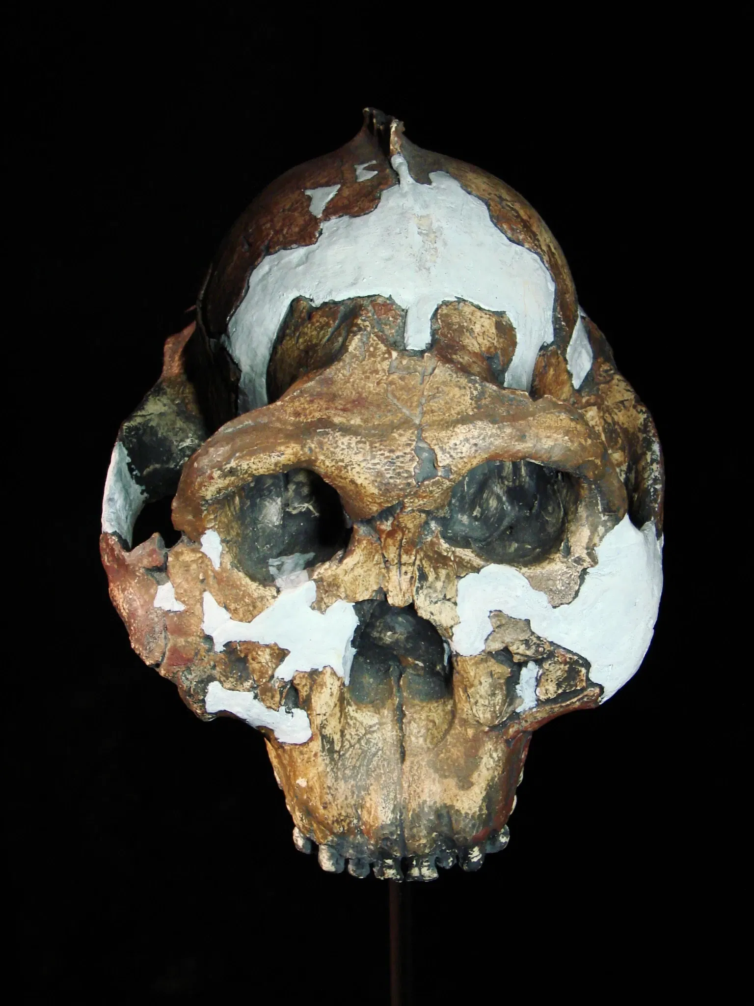 Anthropological Museum