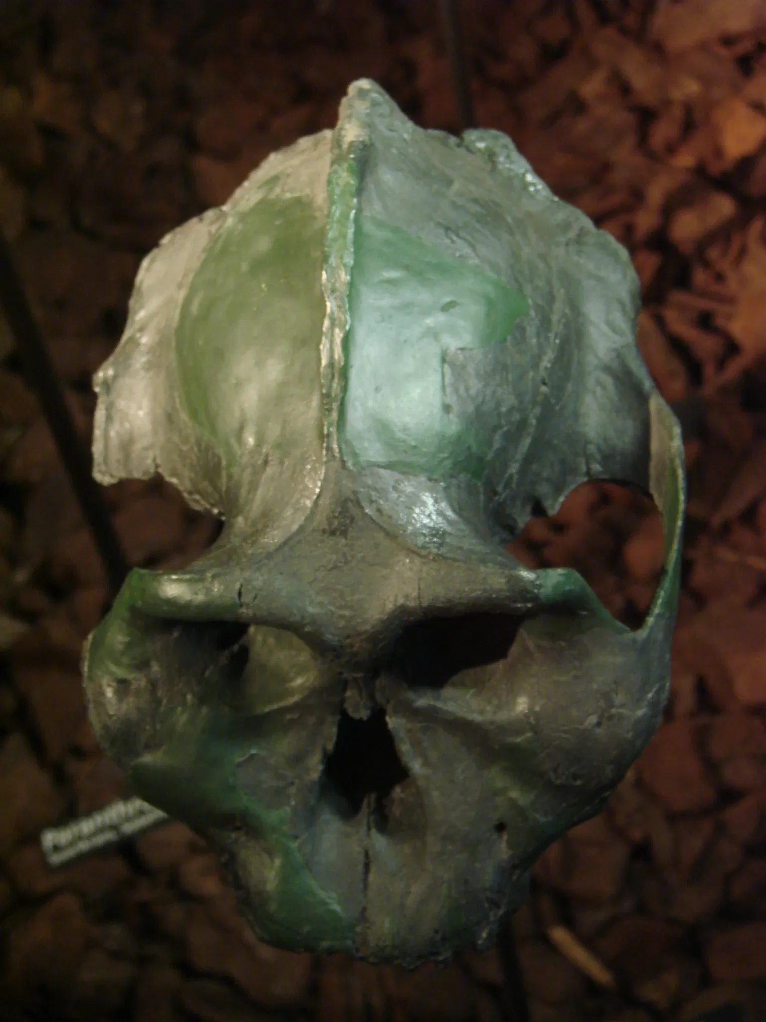 Museum der Anthropologie