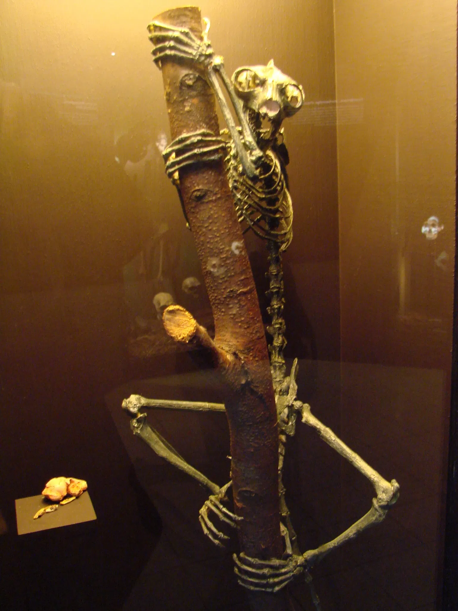 Museum der Anthropologie