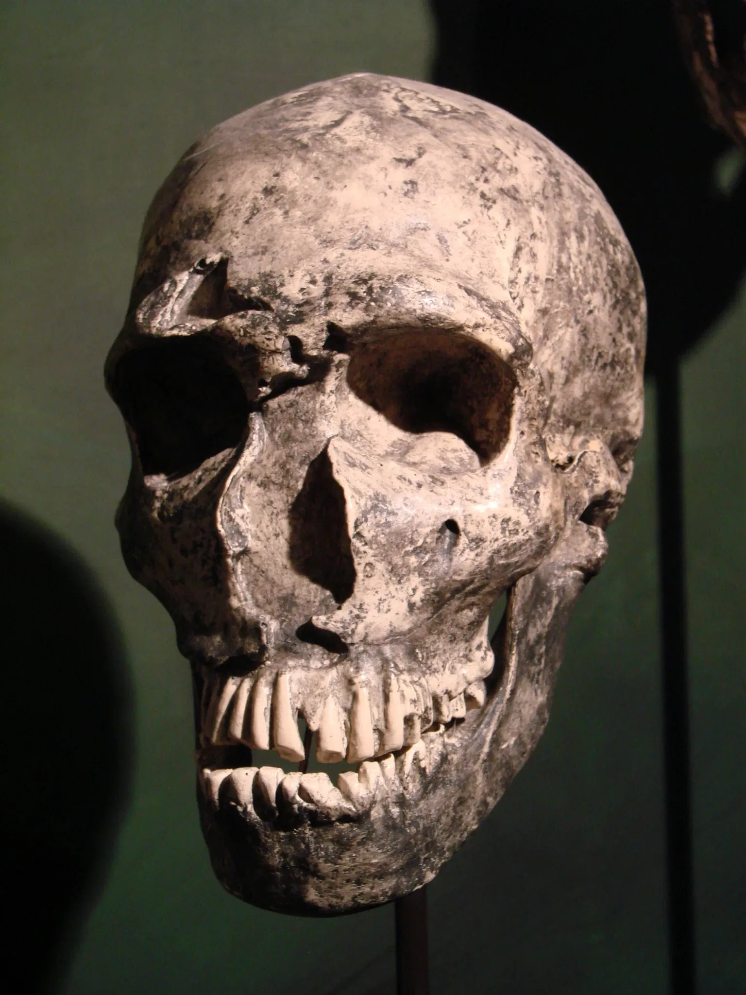 Anthropological Museum