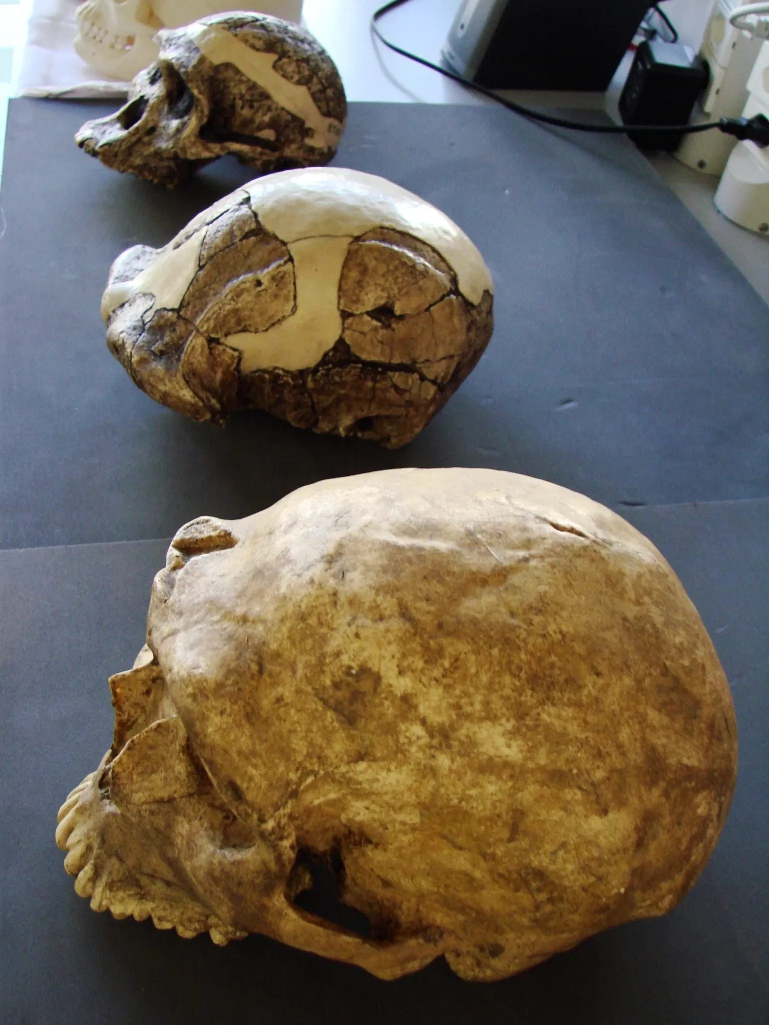 Anthropological Museum