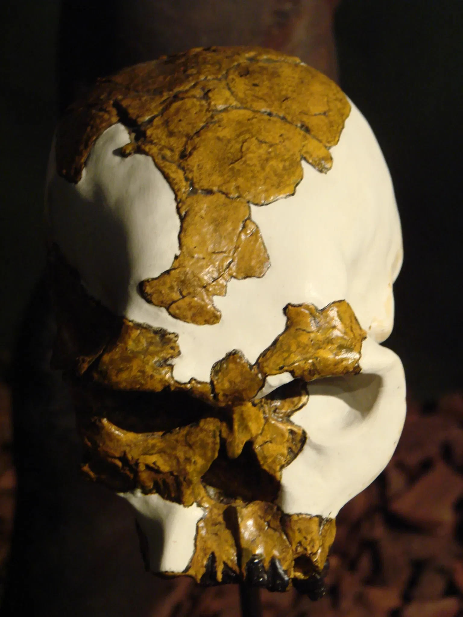 Museum der Anthropologie