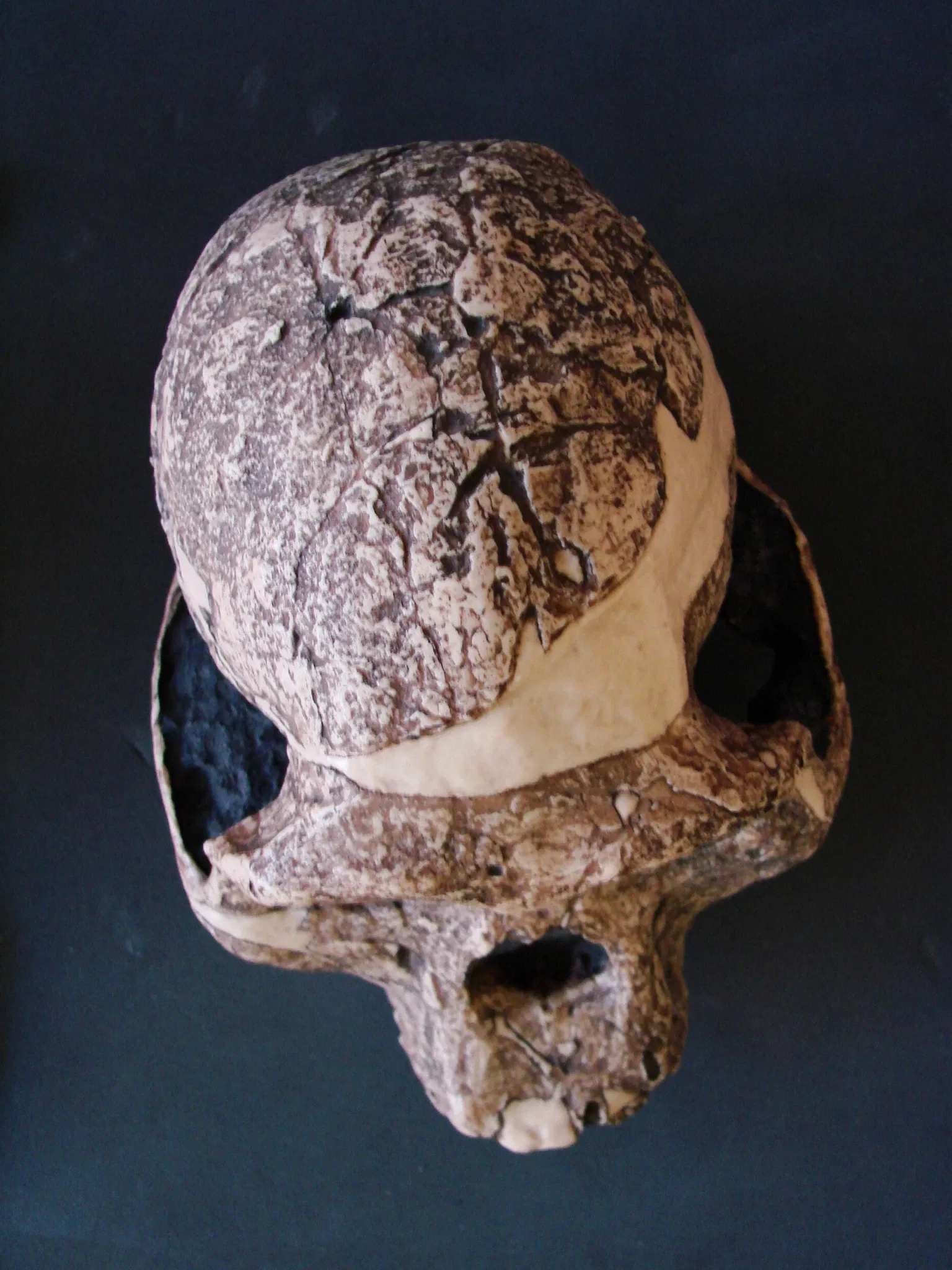 Anthropological Museum