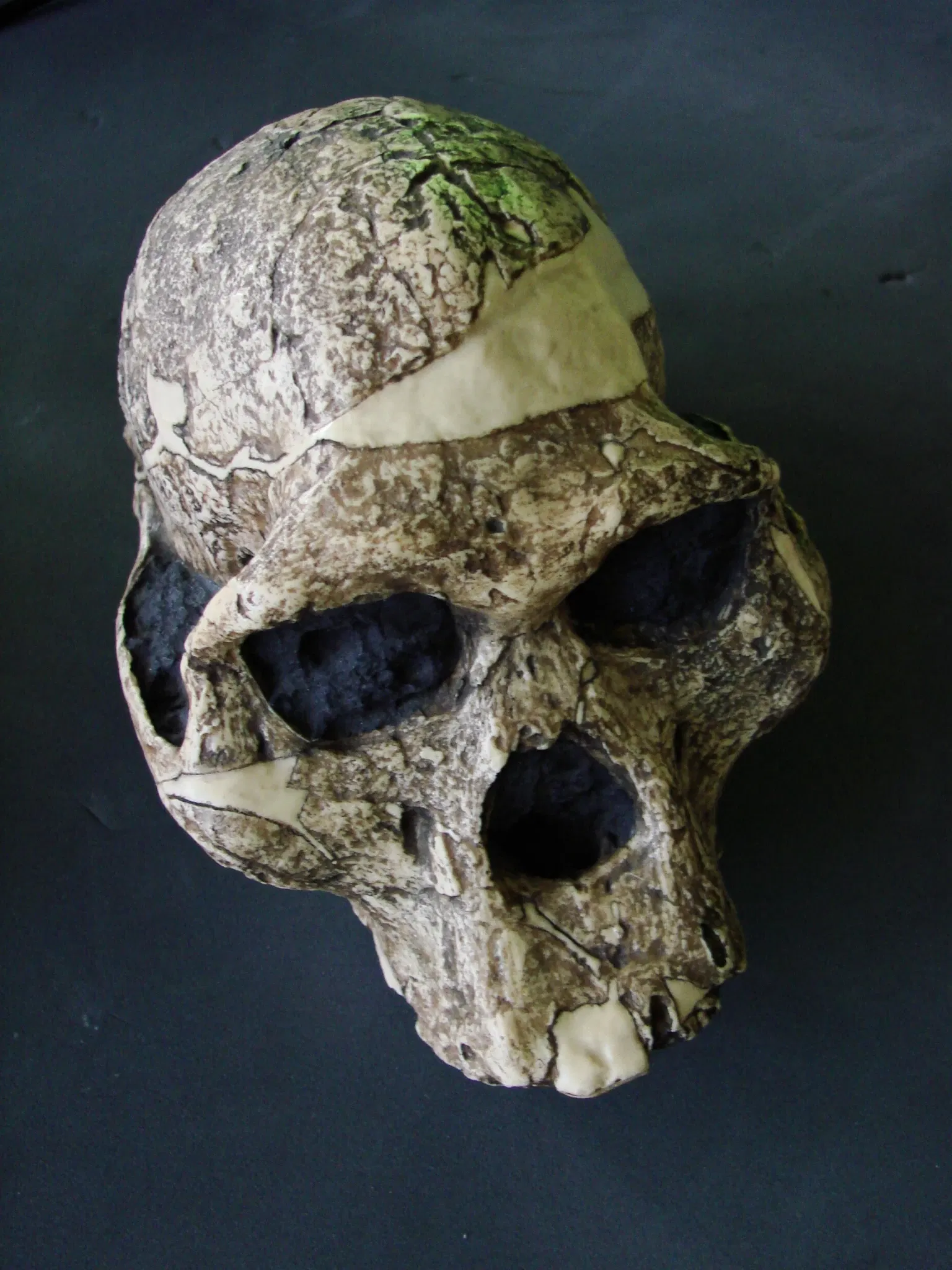 Anthropological Museum