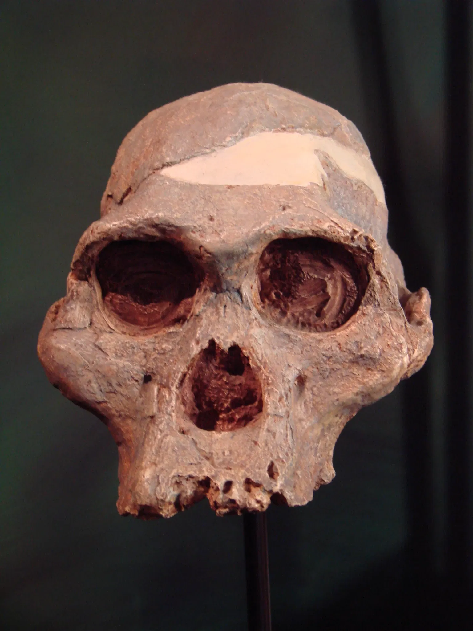 Anthropological Museum