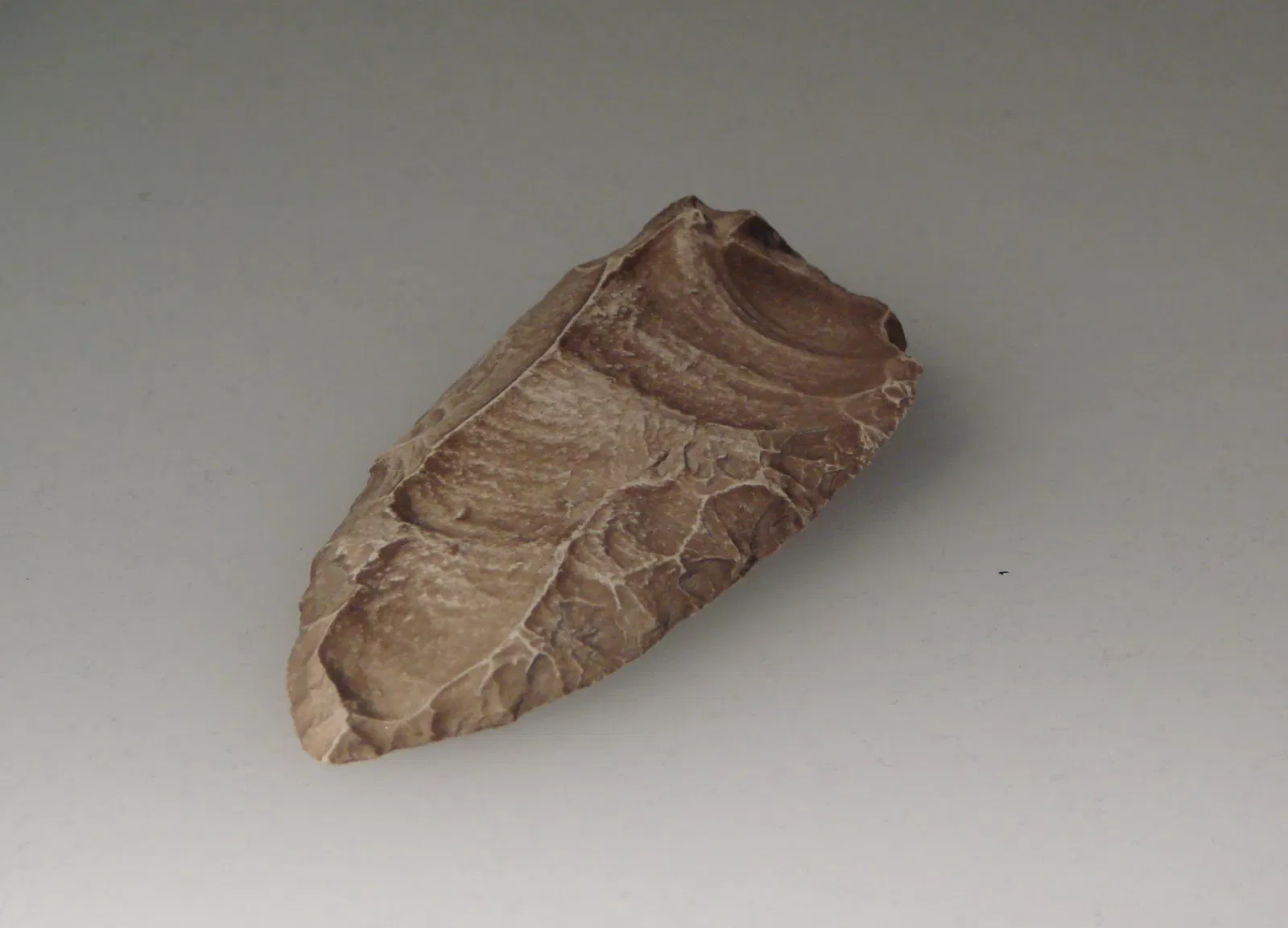 Anthropological Museum