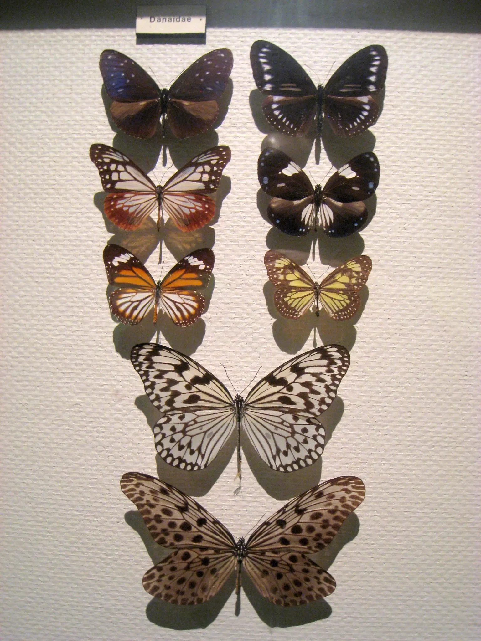 Natural History Museum at the University of Oslo