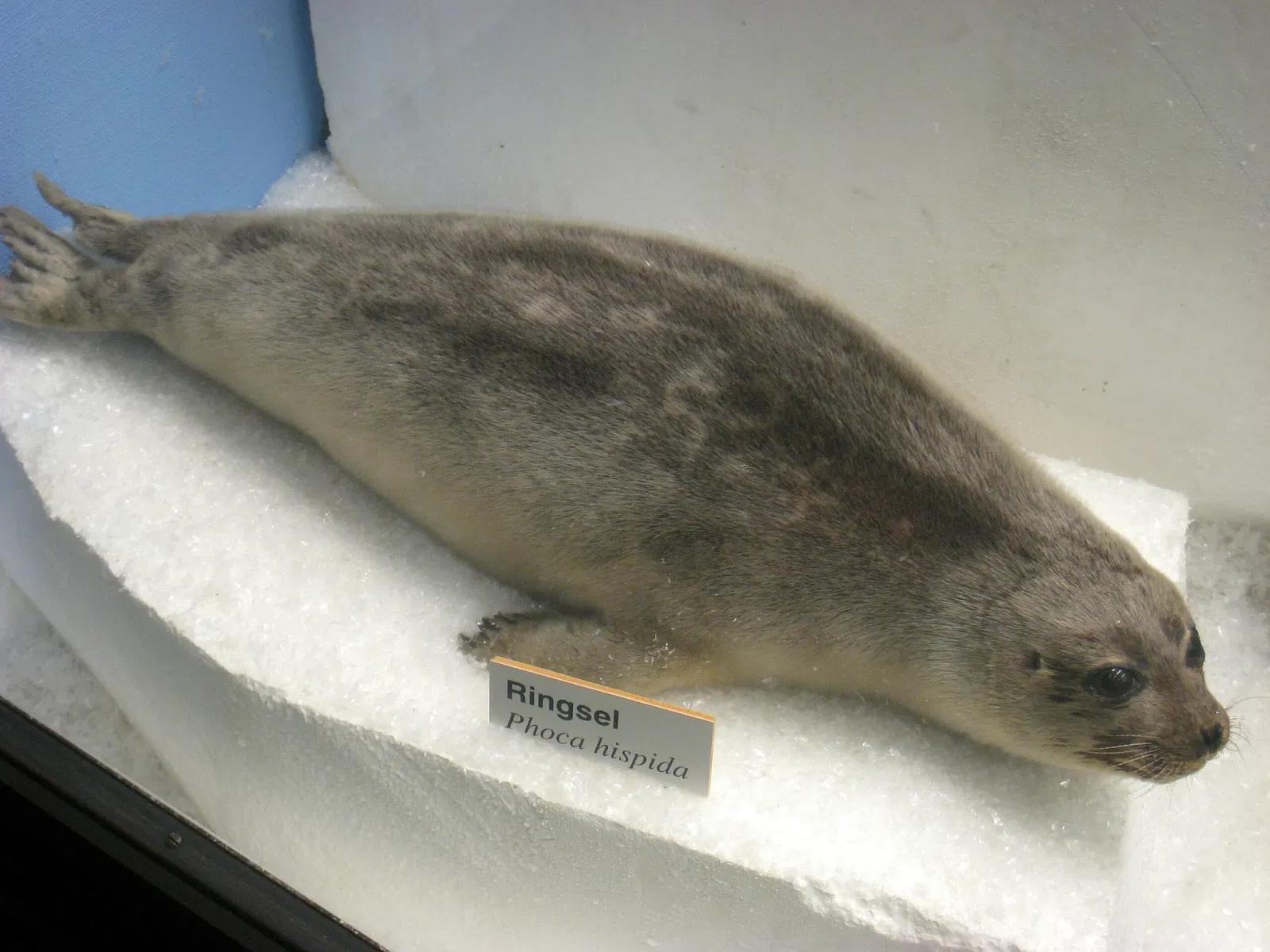 Natural History Museum at the University of Oslo