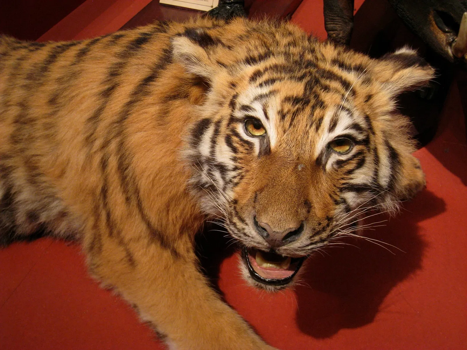 Natural History Museum at the University of Oslo