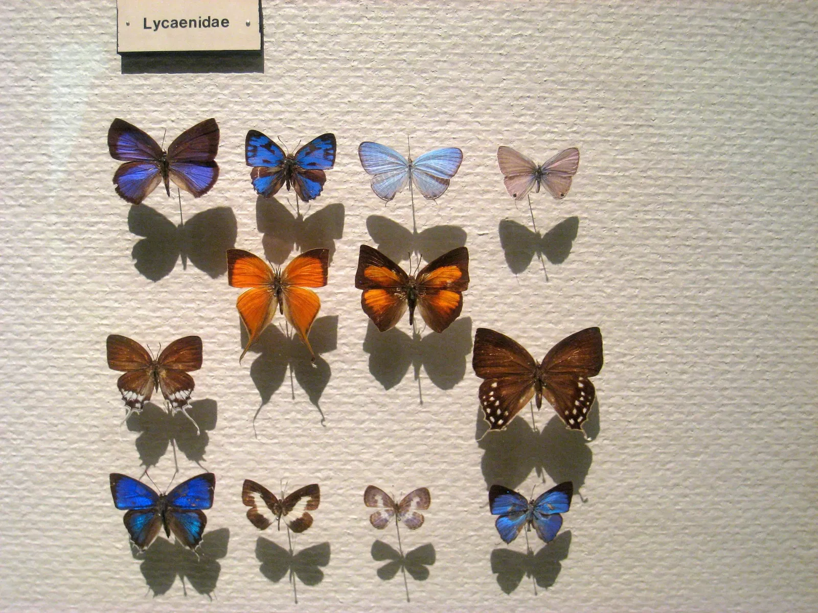 Natural History Museum at the University of Oslo