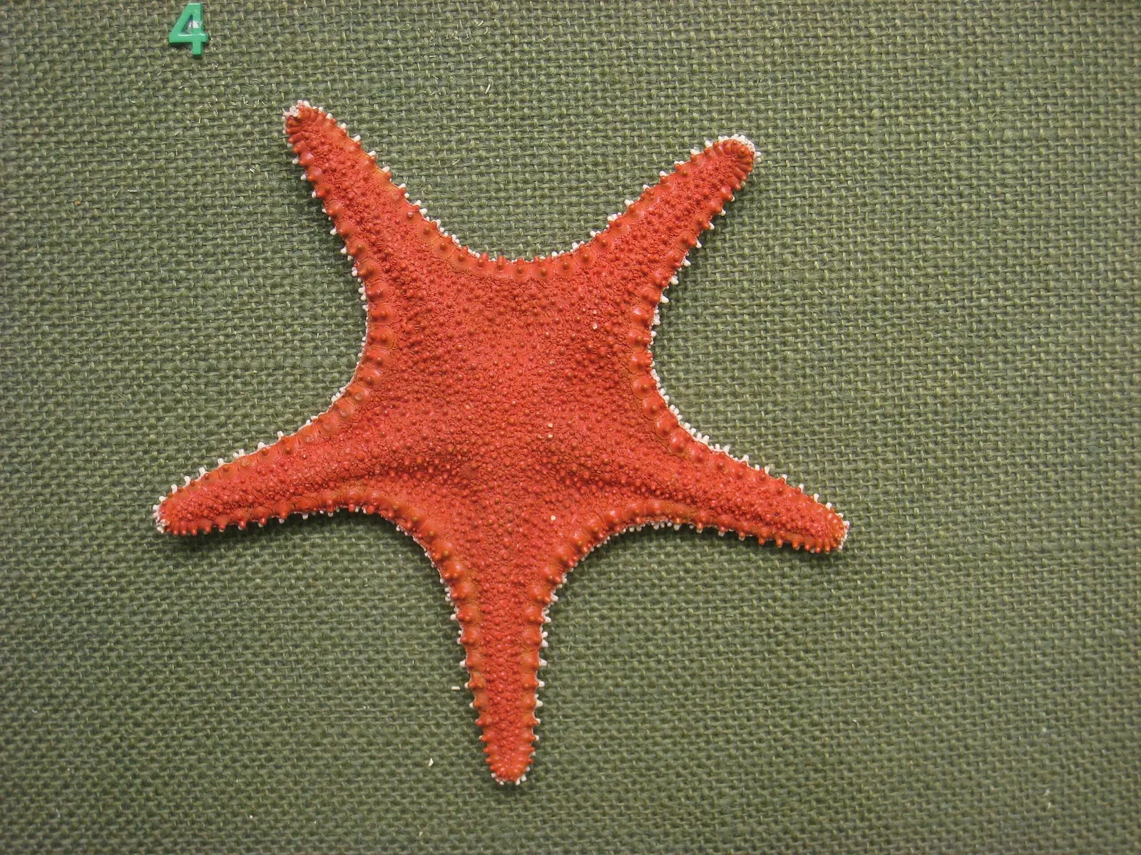 Natural History Museum at the University of Oslo