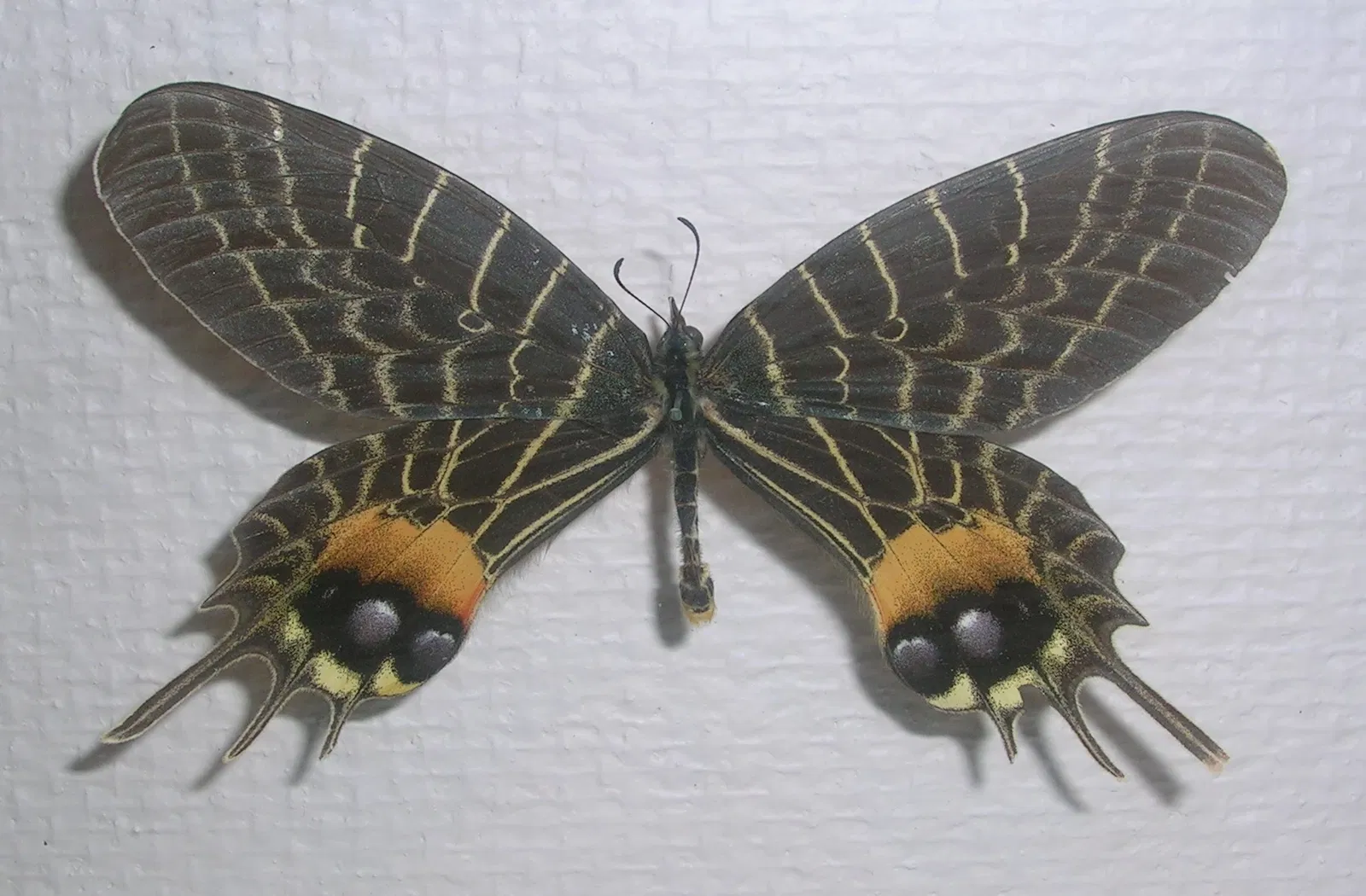 Natural History Museum at the University of Oslo