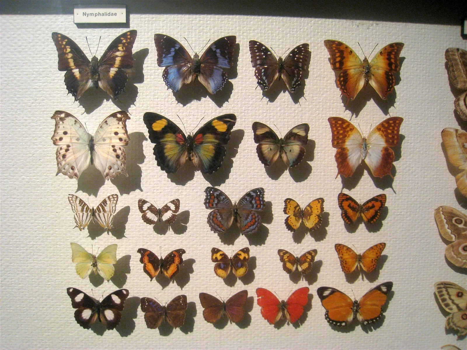 Natural History Museum Oslo