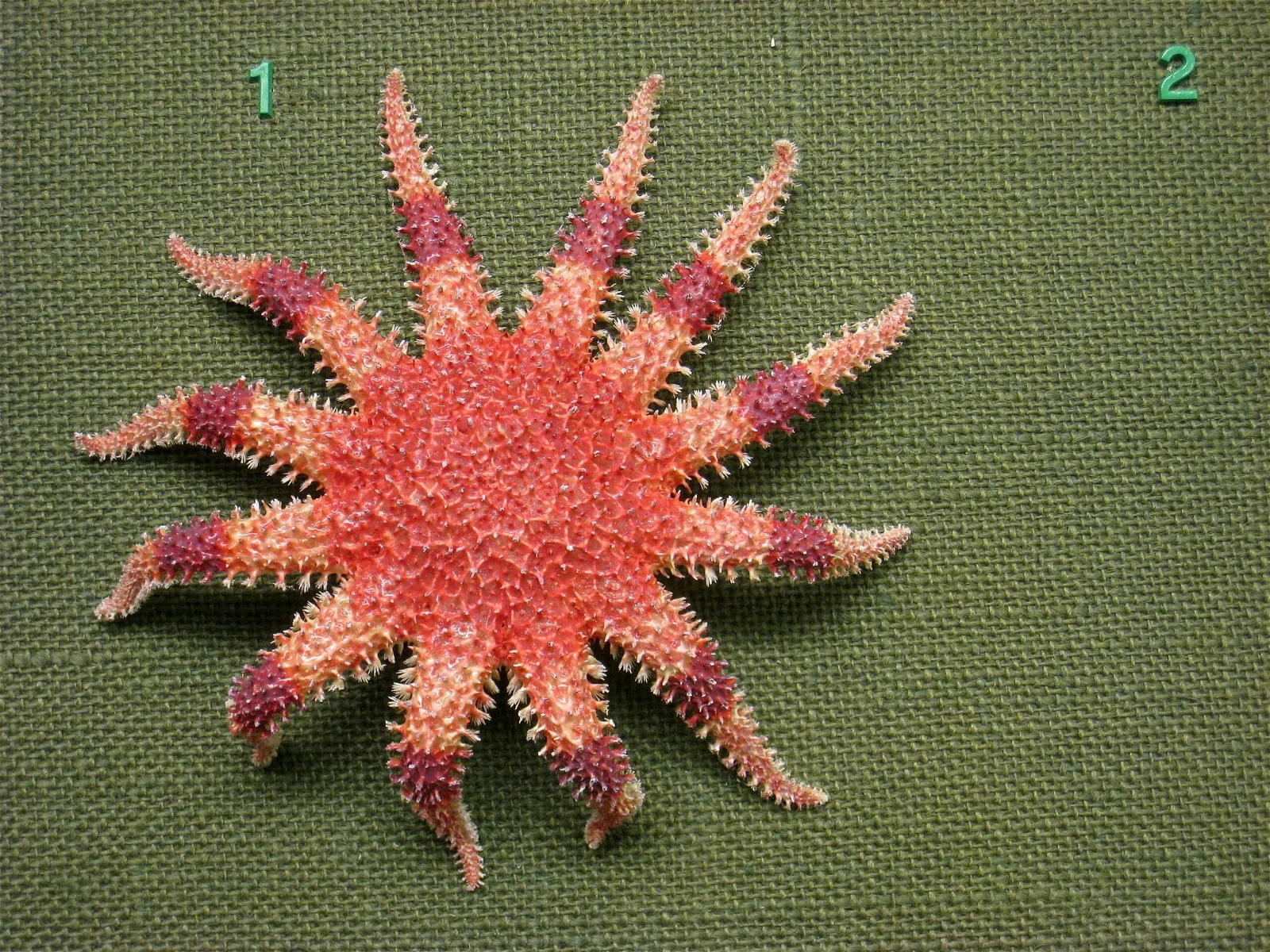 Natural History Museum Oslo