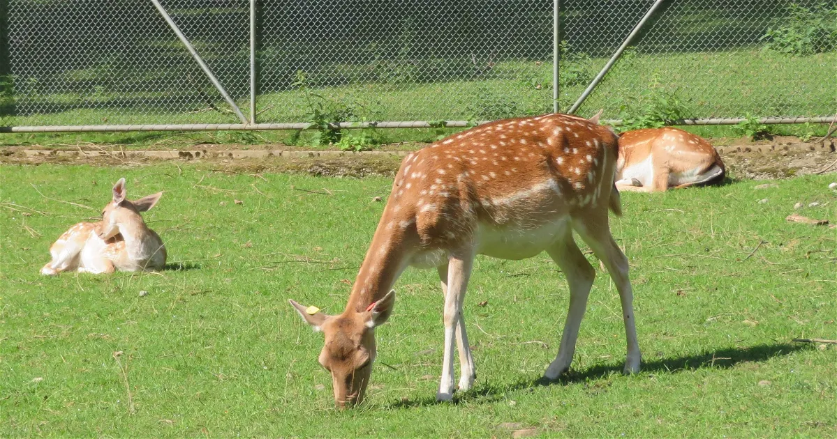 Tierpark Bad Zurzach Bad Zurzach Visitor Information Reviews tierpark-bad-zurzach-bad-zurzach-visitor-information-reviews