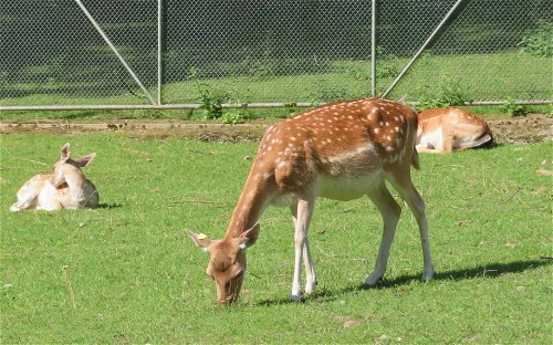 Tierpark Bad Zurzach