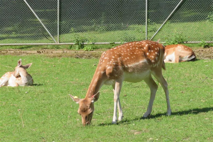 Tierpark Bad Zurzach