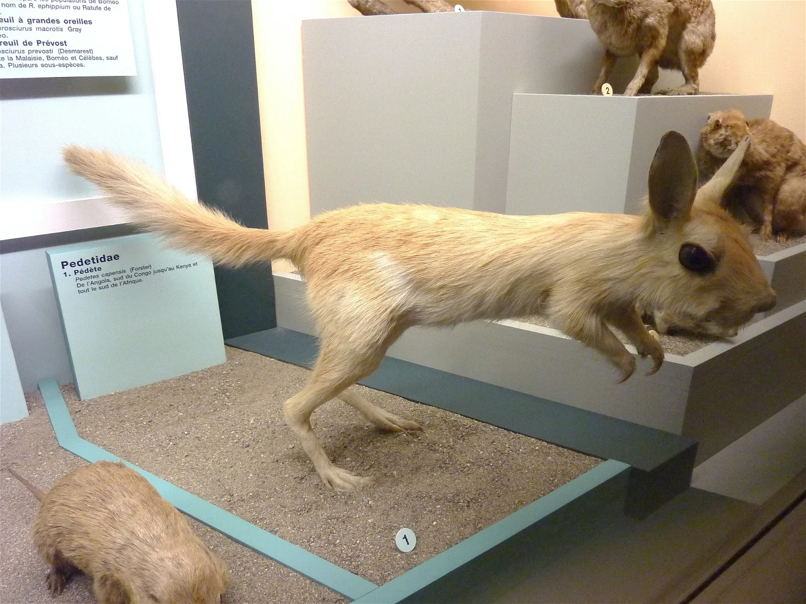 Natural History Museum