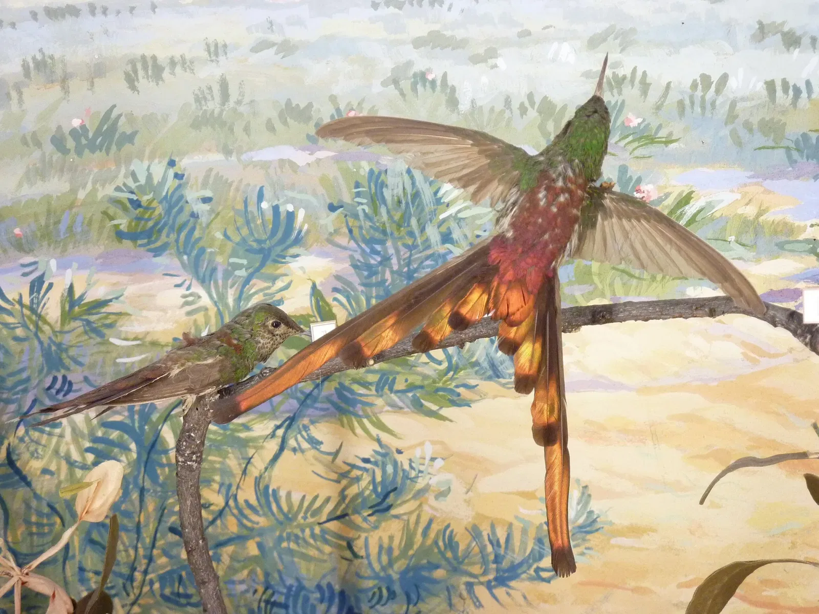 Muséum d'Histoire Naturelle