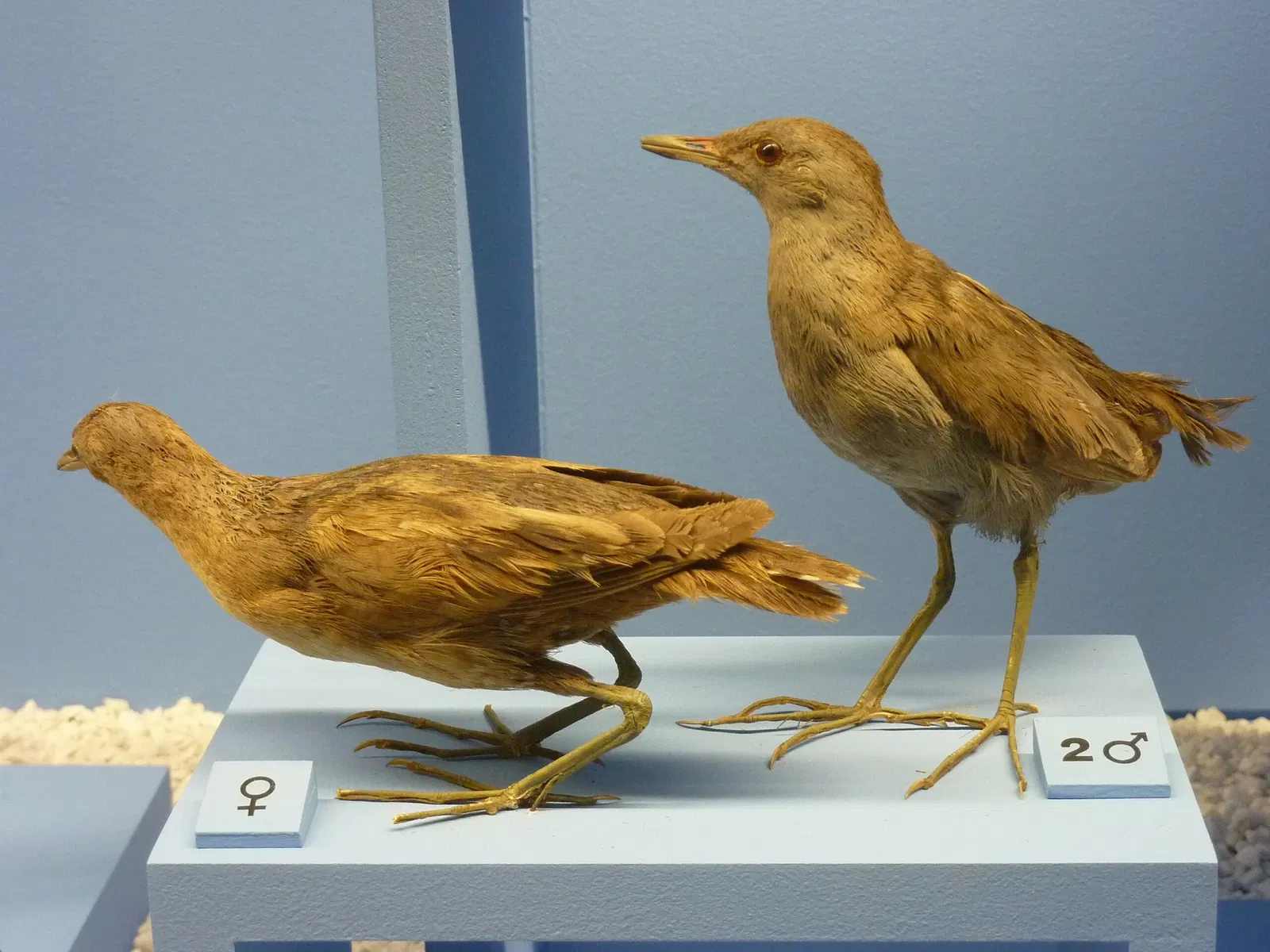 Muséum d'Histoire Naturelle