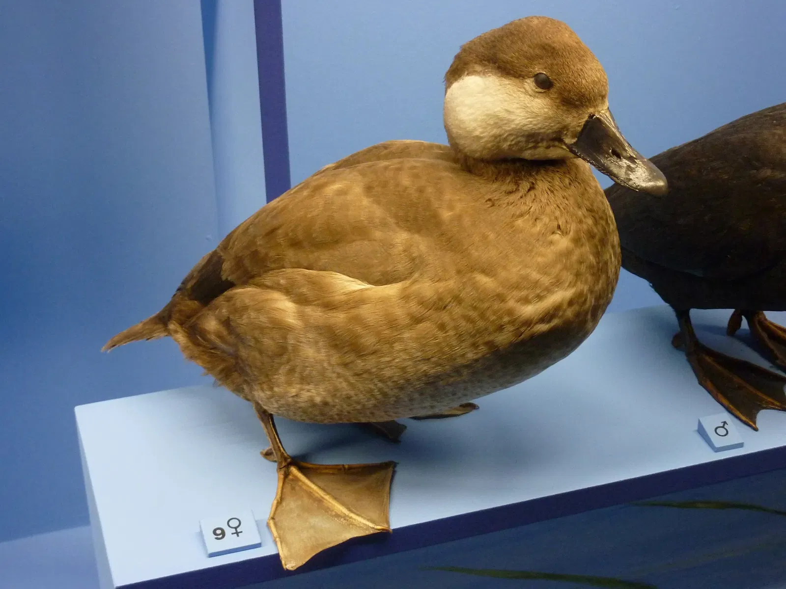 Muséum d'Histoire Naturelle