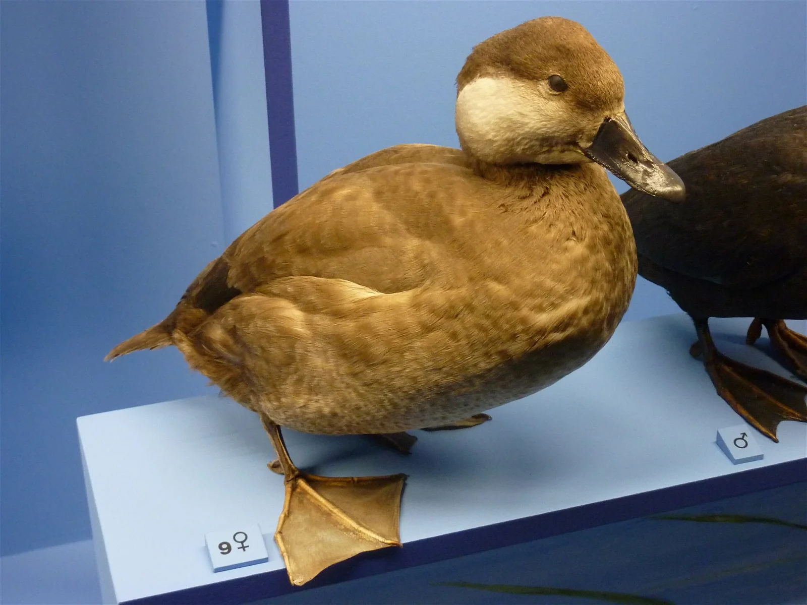 Natural History Museum