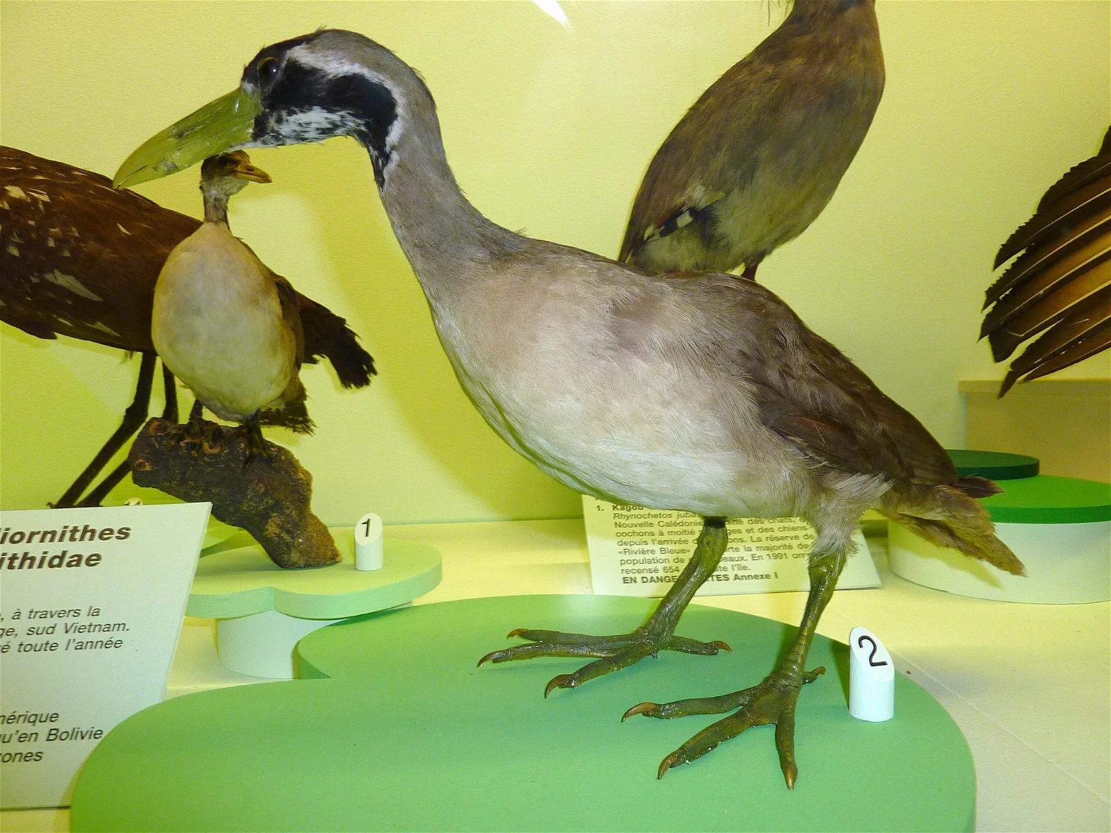 Natural History Museum