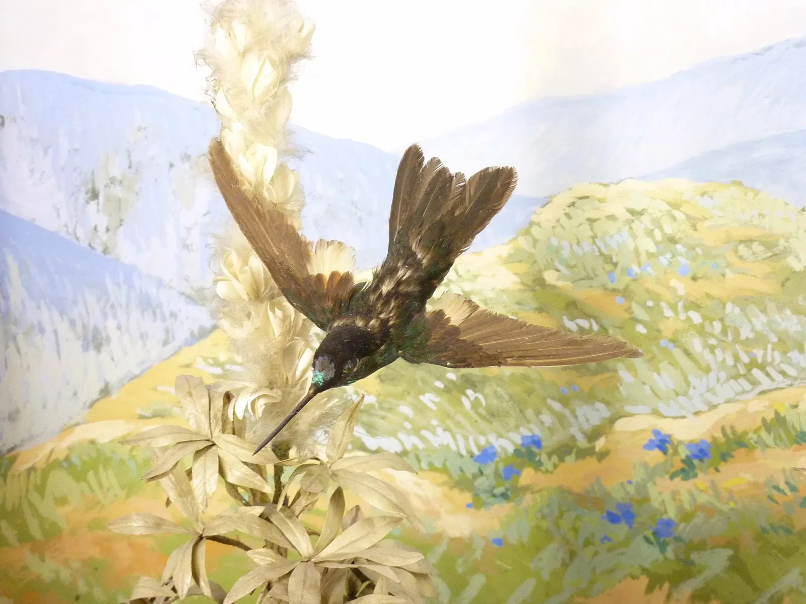 Muséum d'Histoire Naturelle