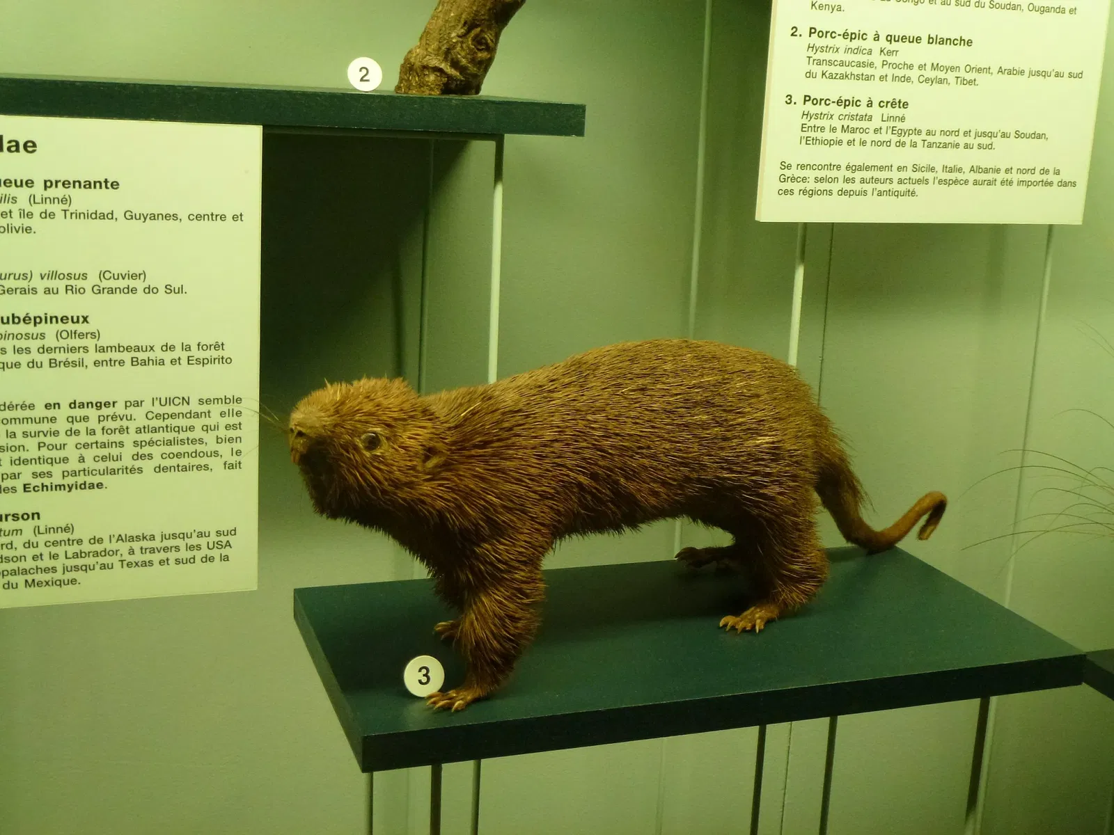 Natural History Museum