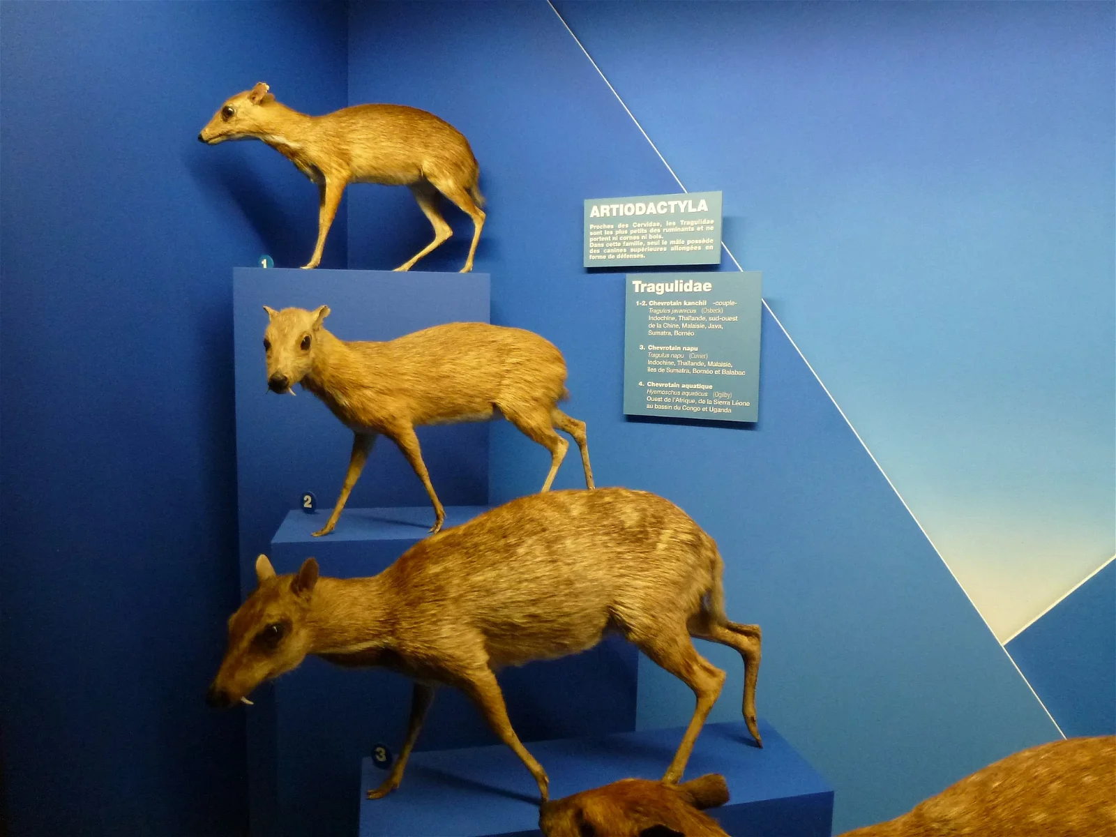 Natural History Museum