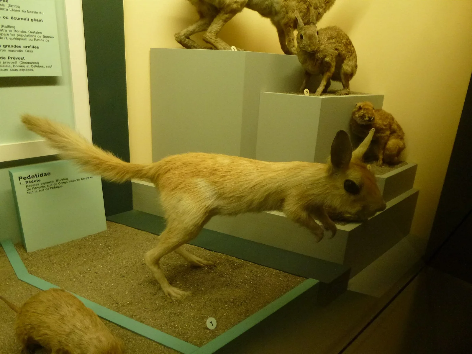 Natural History Museum