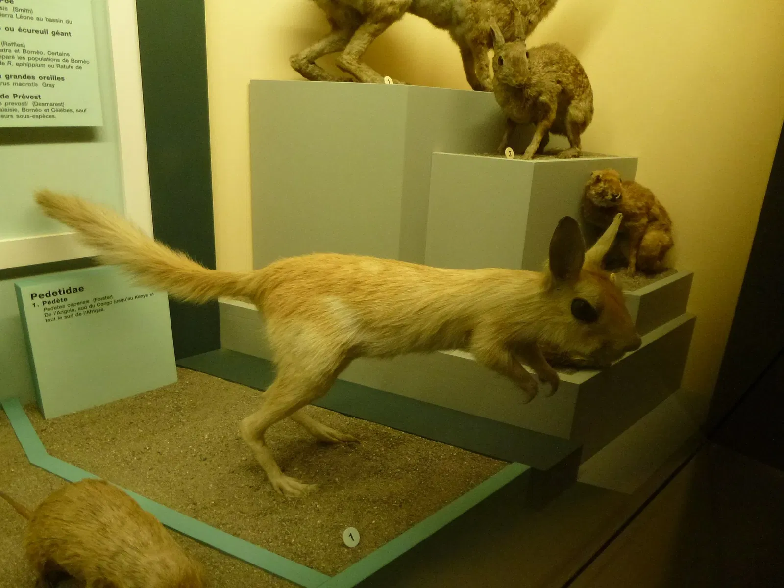 Natural History Museum