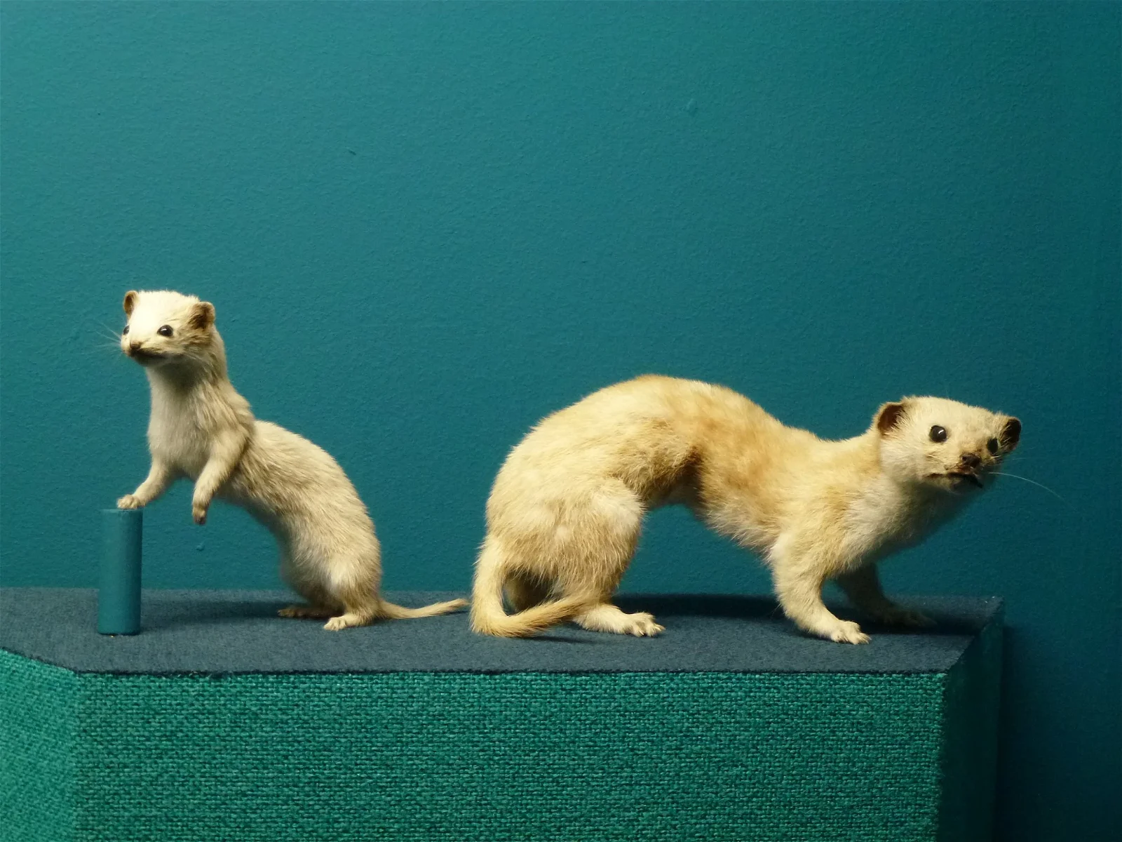 Natural History Museum