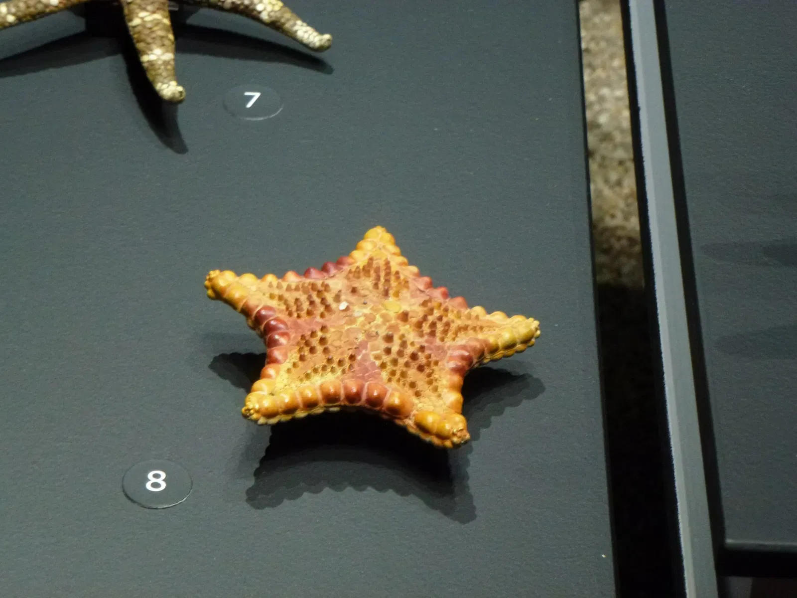 Muséum d'Histoire Naturelle