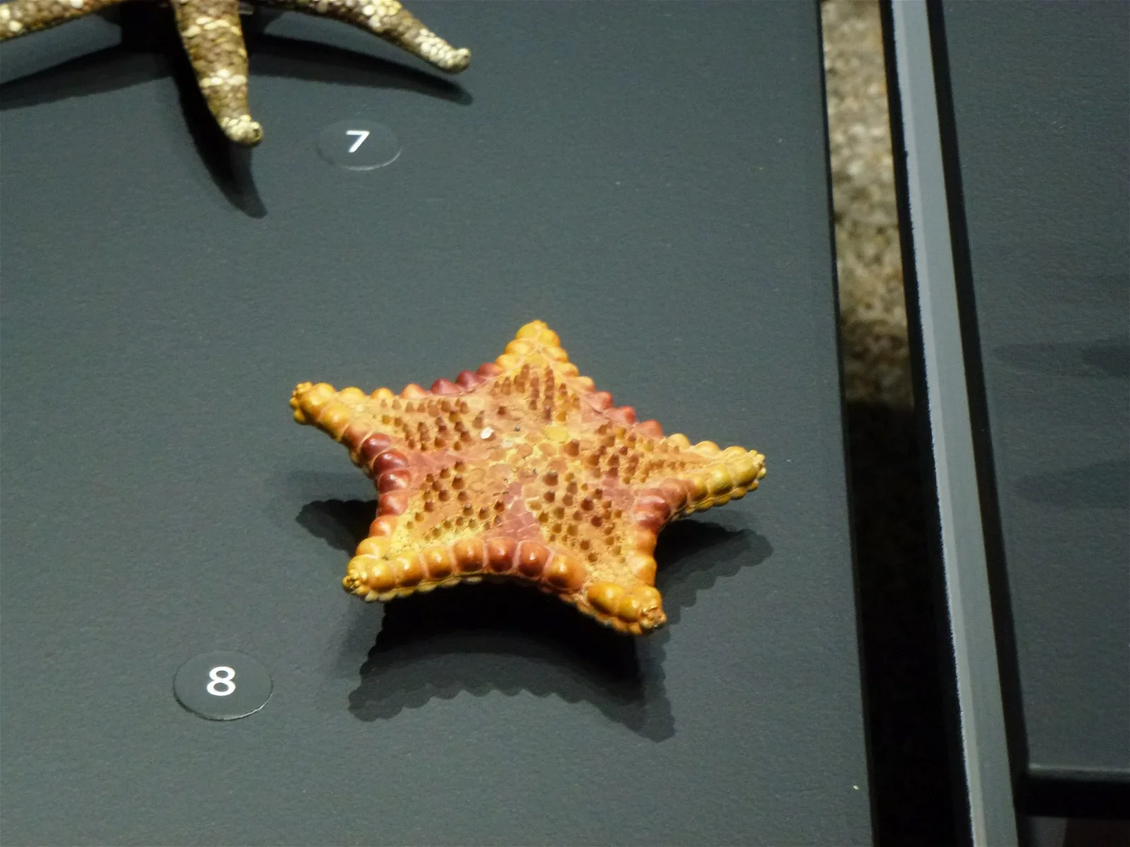 Natural History Museum