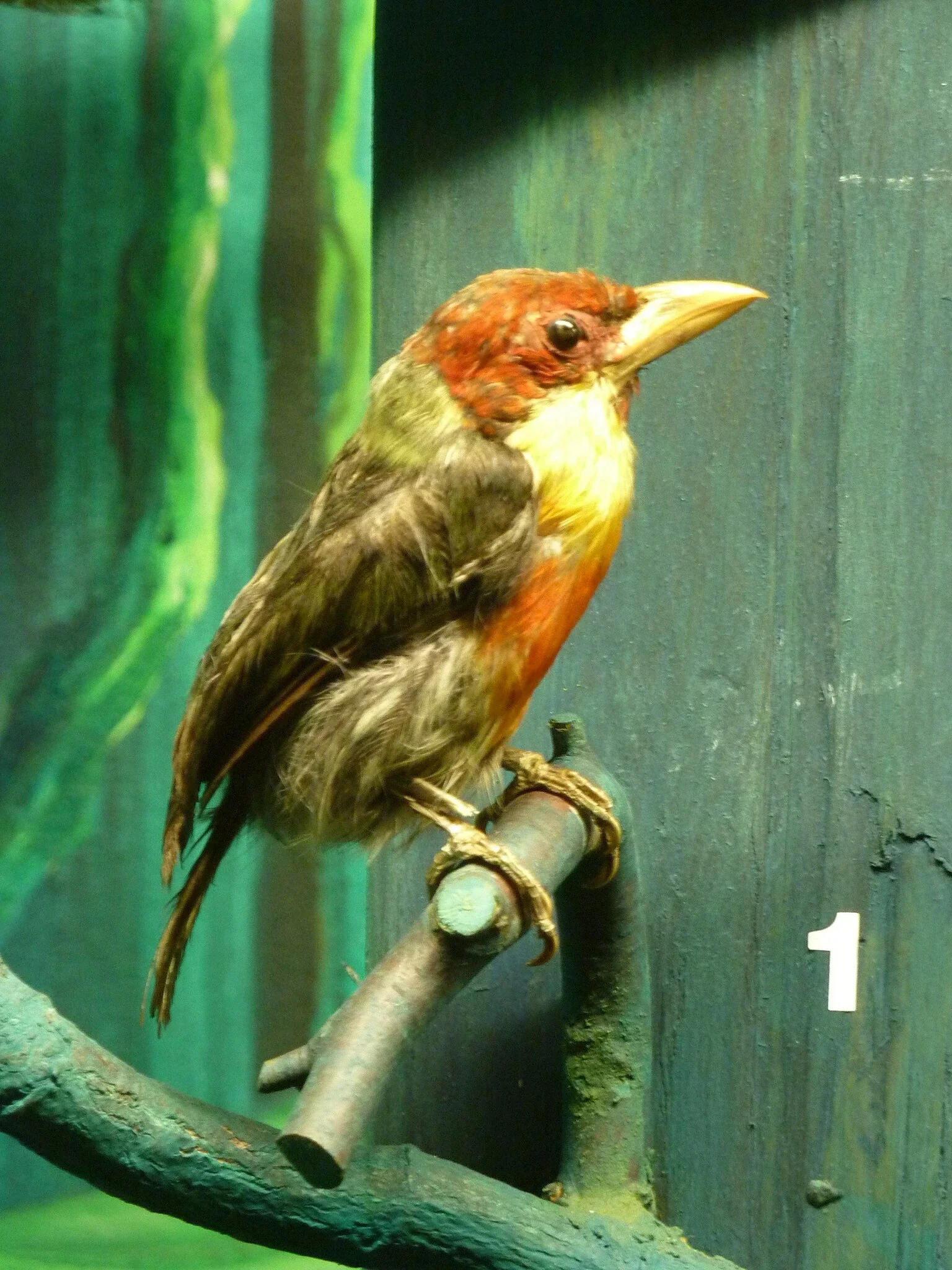 Natural History Museum