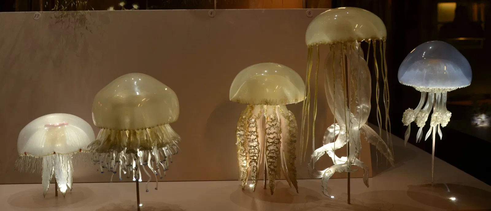 Muséum d'Histoire Naturelle