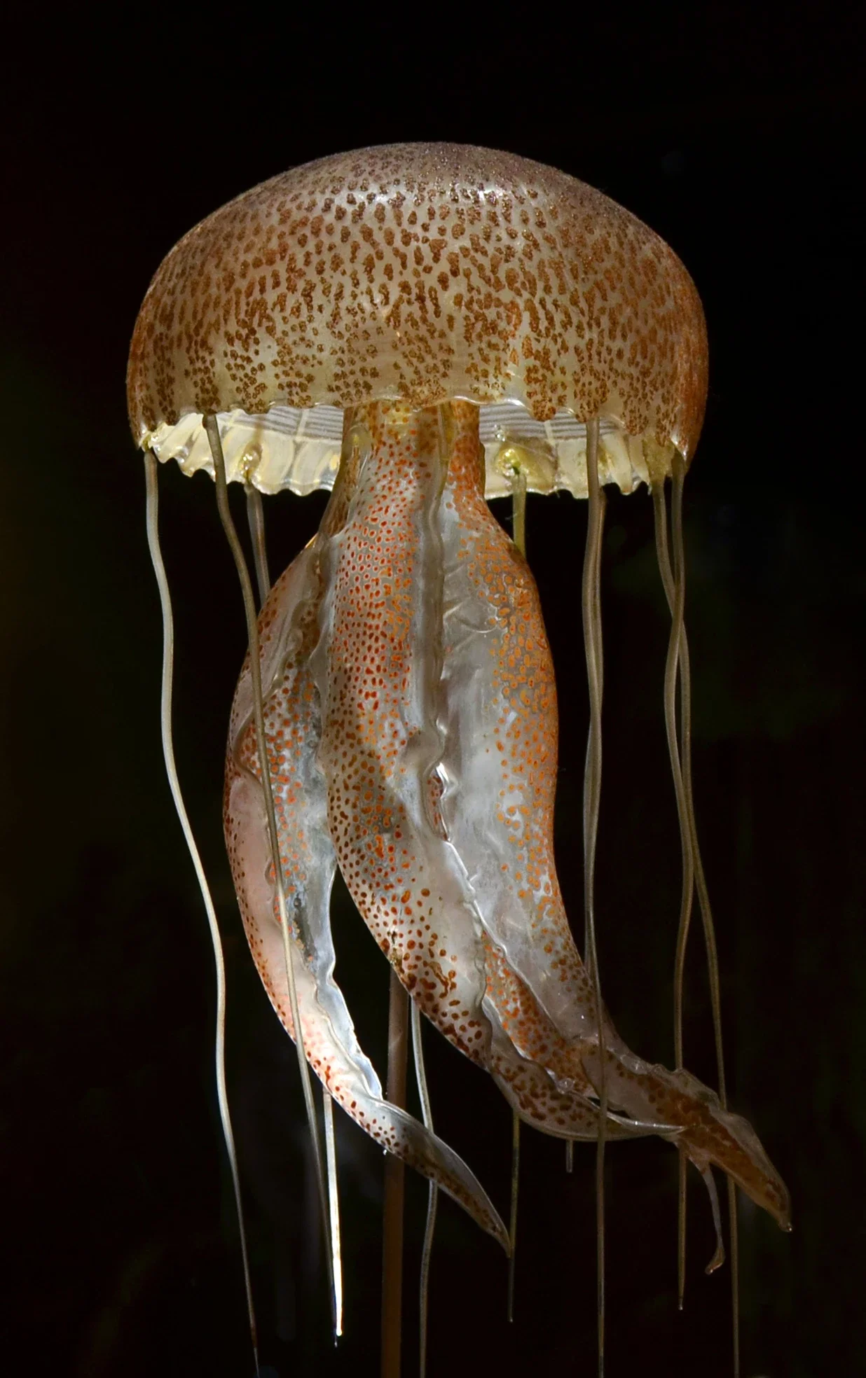 Natural History Museum