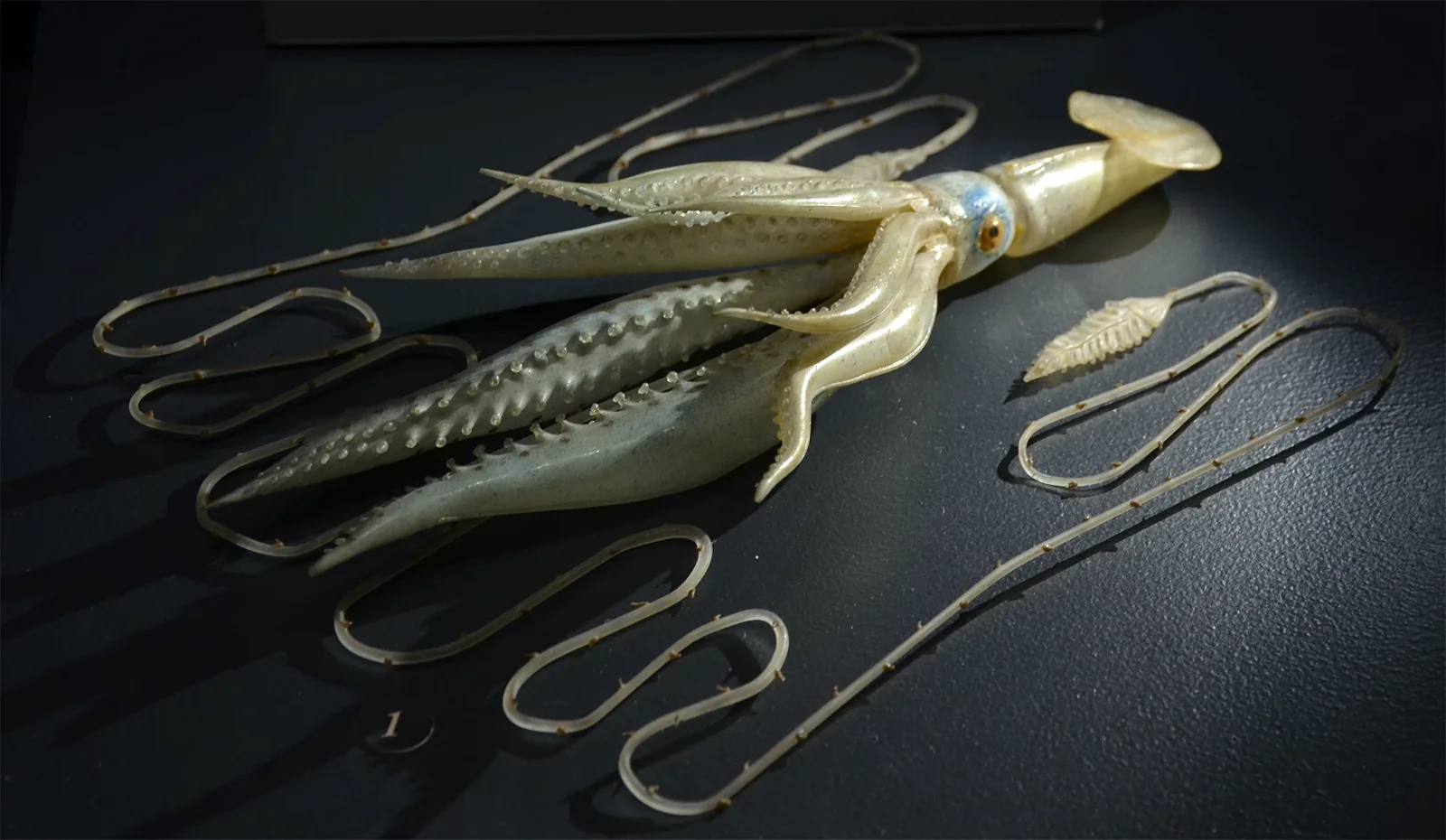 Natural History Museum