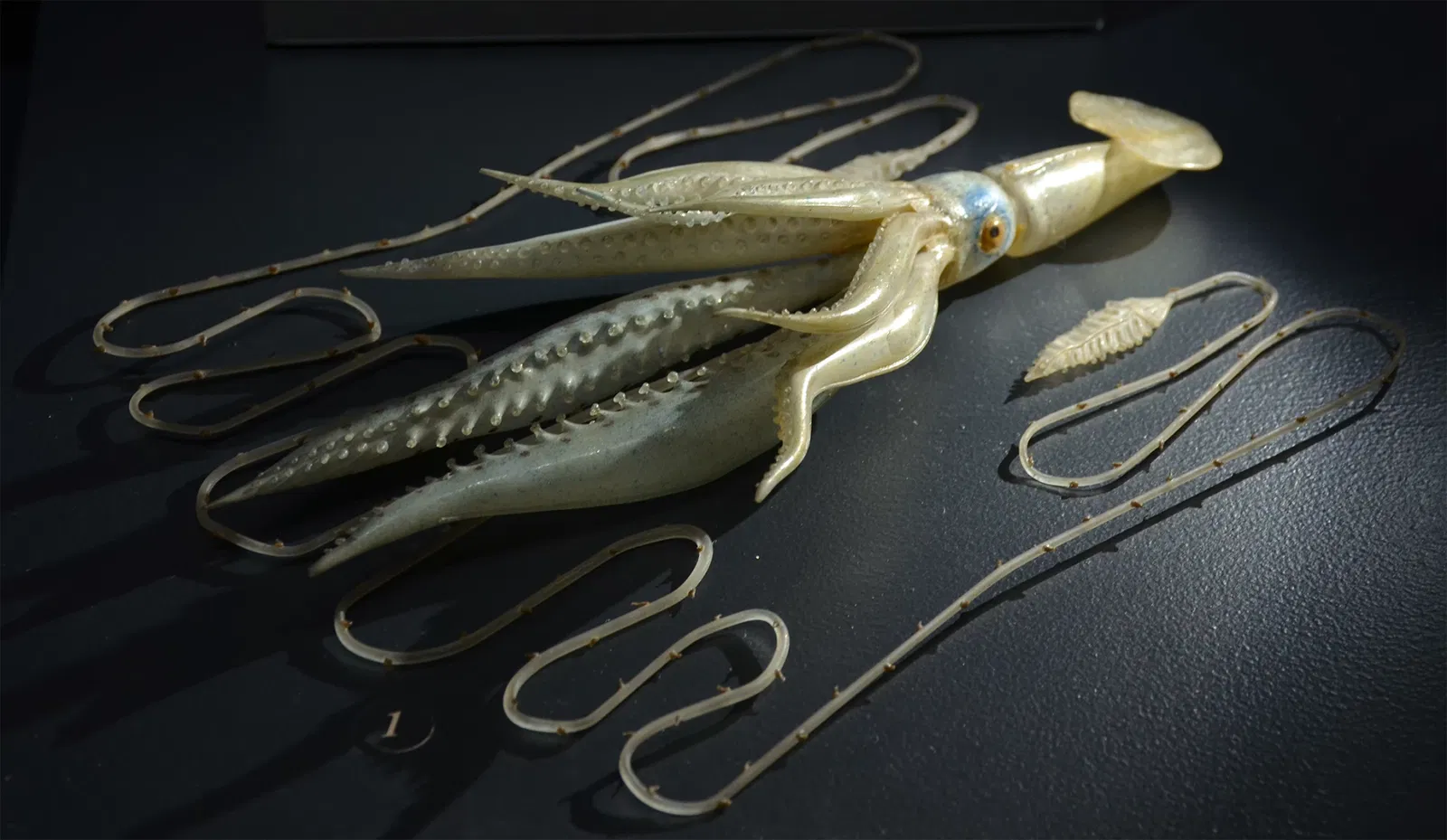 Natural History Museum