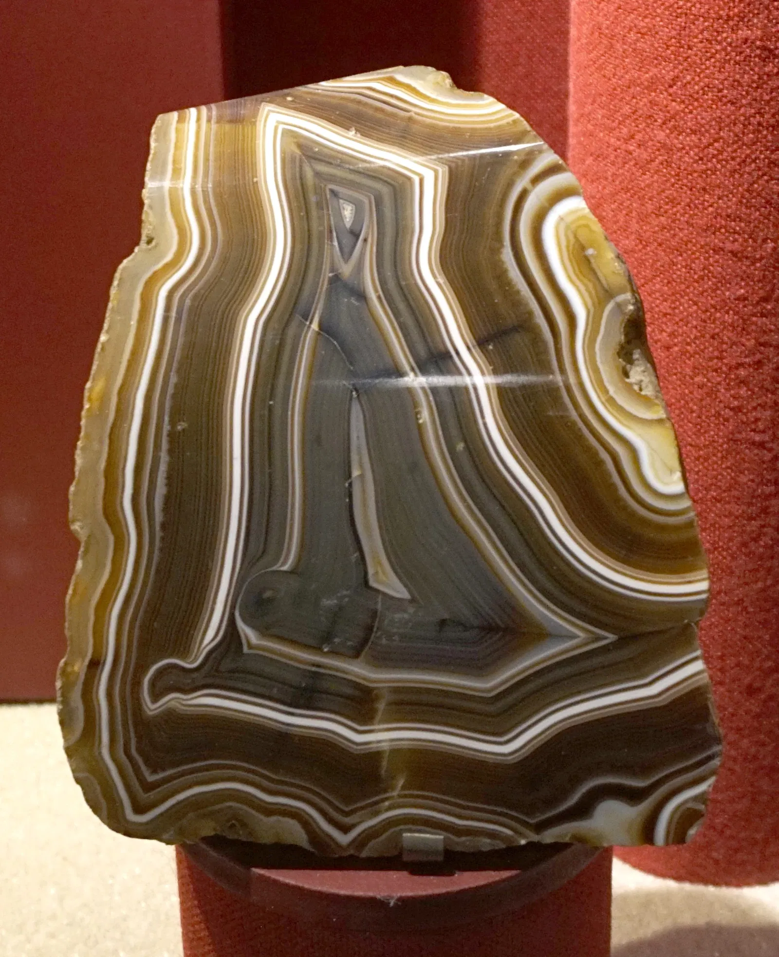 Muséum d'Histoire Naturelle